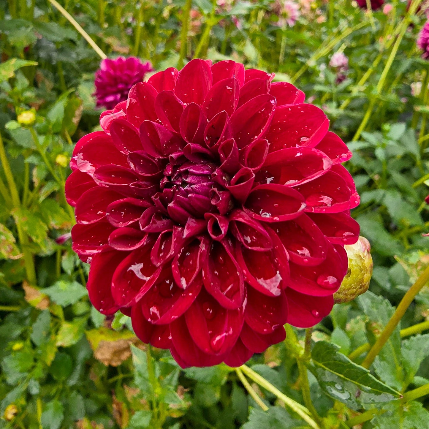 Florelie Pendulum dahlia tuber – Hillview Flowers