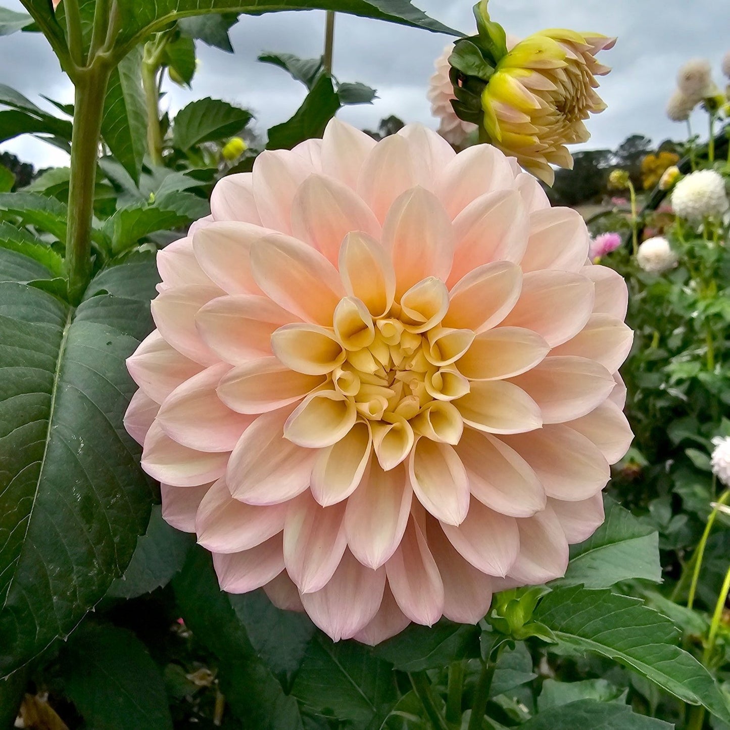 Florelie Pirouette dahlia tuber – Hillview Flowers