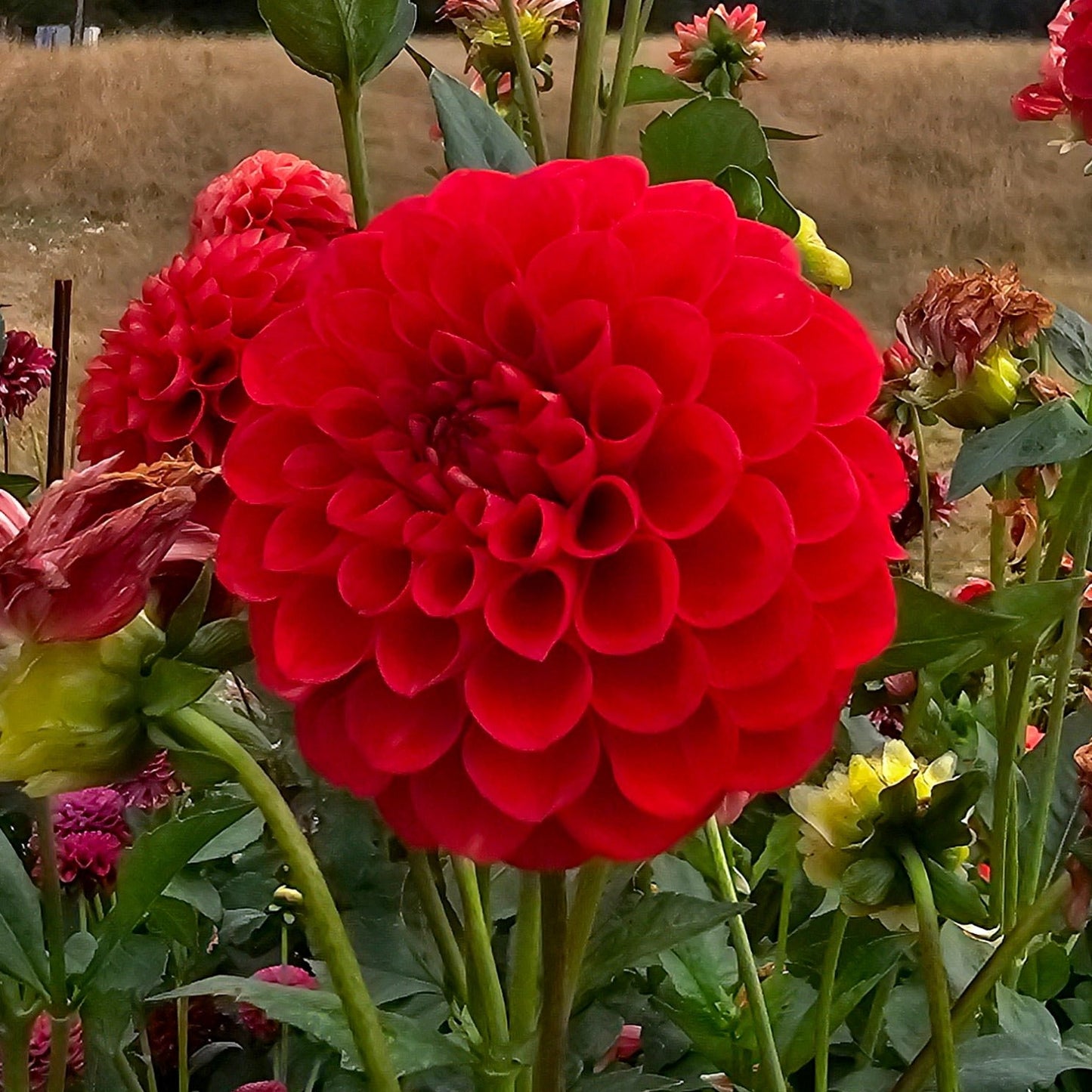 Florelie Ponyo dahlia tuber – Hillview Flowers