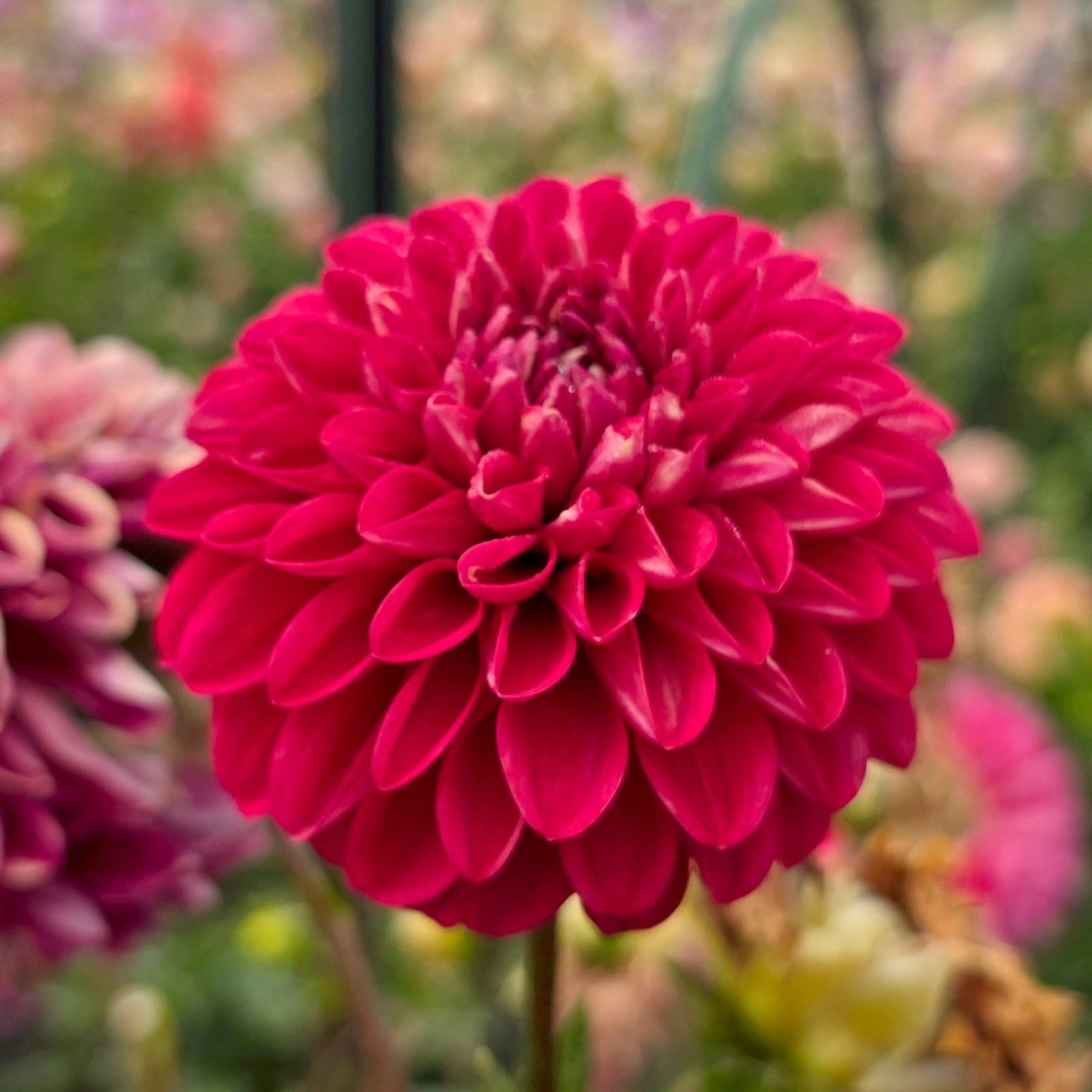 Florelie Rosetta dahlia tuber – Hillview Flowers