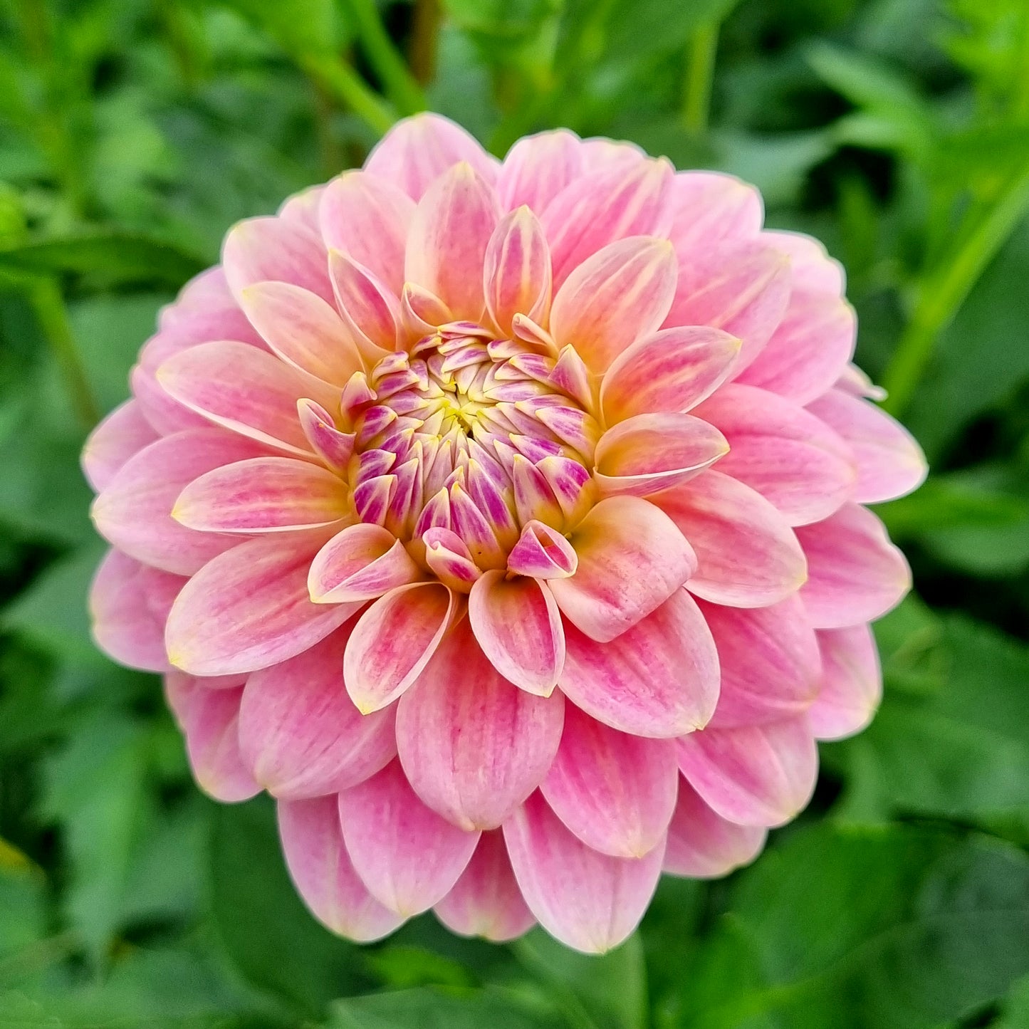 Florelie Strawberry Shortcake dahlia tuber – Hillview Flowers
