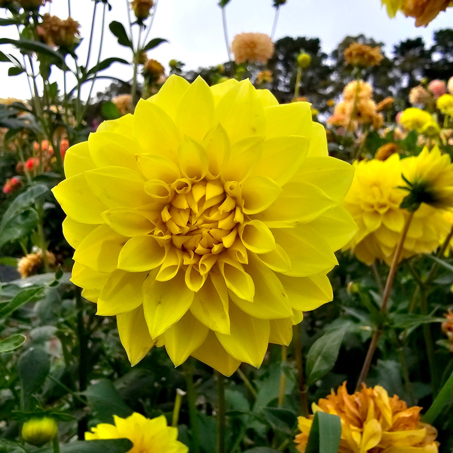 Florelie Sunburst dahlia tuber – Hillview Flowers