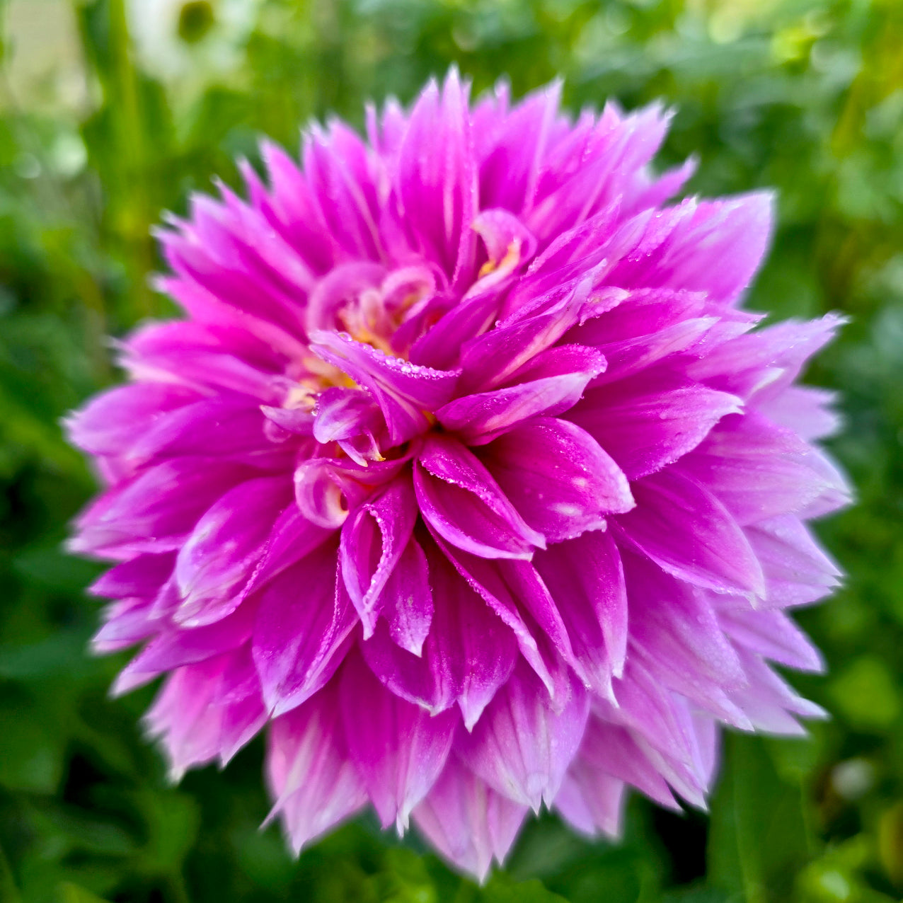 Florelie Tutu