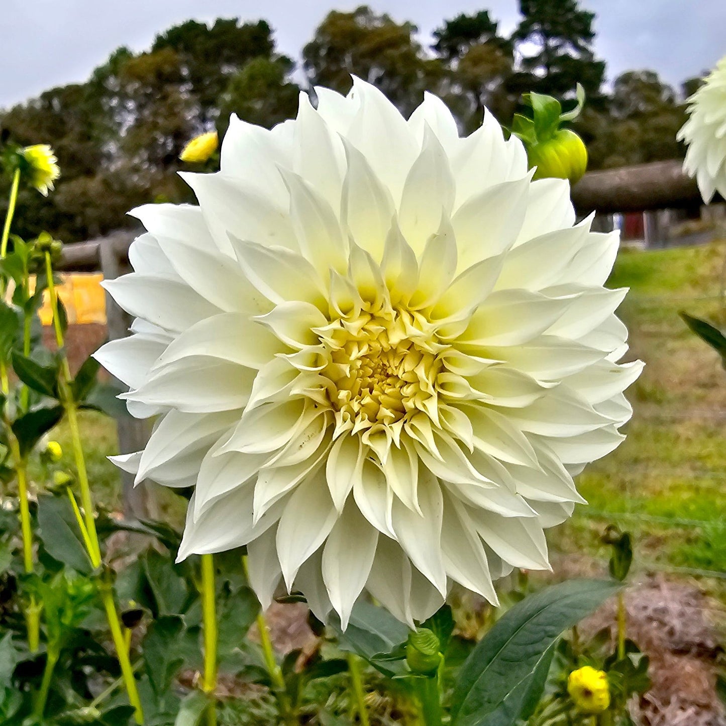 Florelie Whipped Cream dahlia tuber – Hillview Flowers