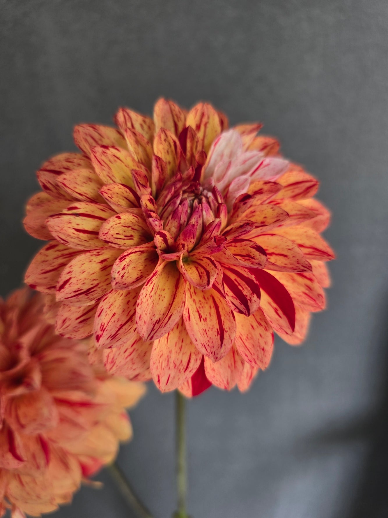 Florelie Circus dahlia tuber – Hillview Flowers