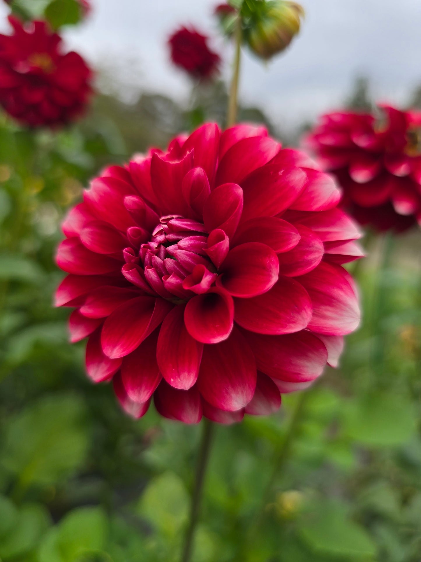 Florelie Cosmic Romance dahlia tuber – Hillview Flowers