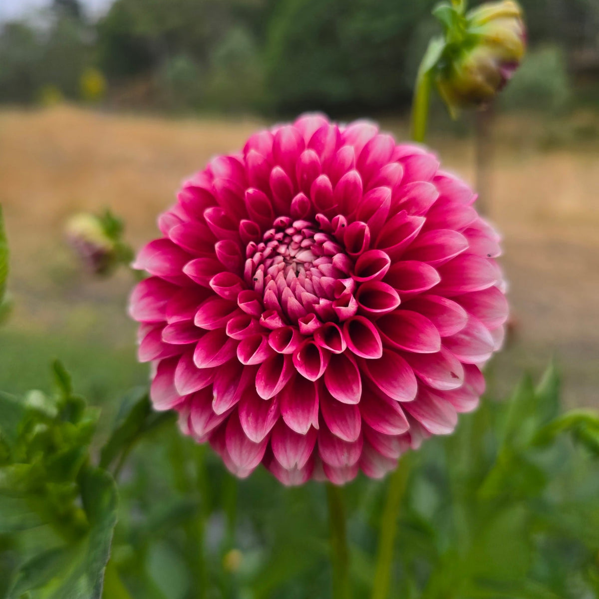 Florelie Cosmic Romance