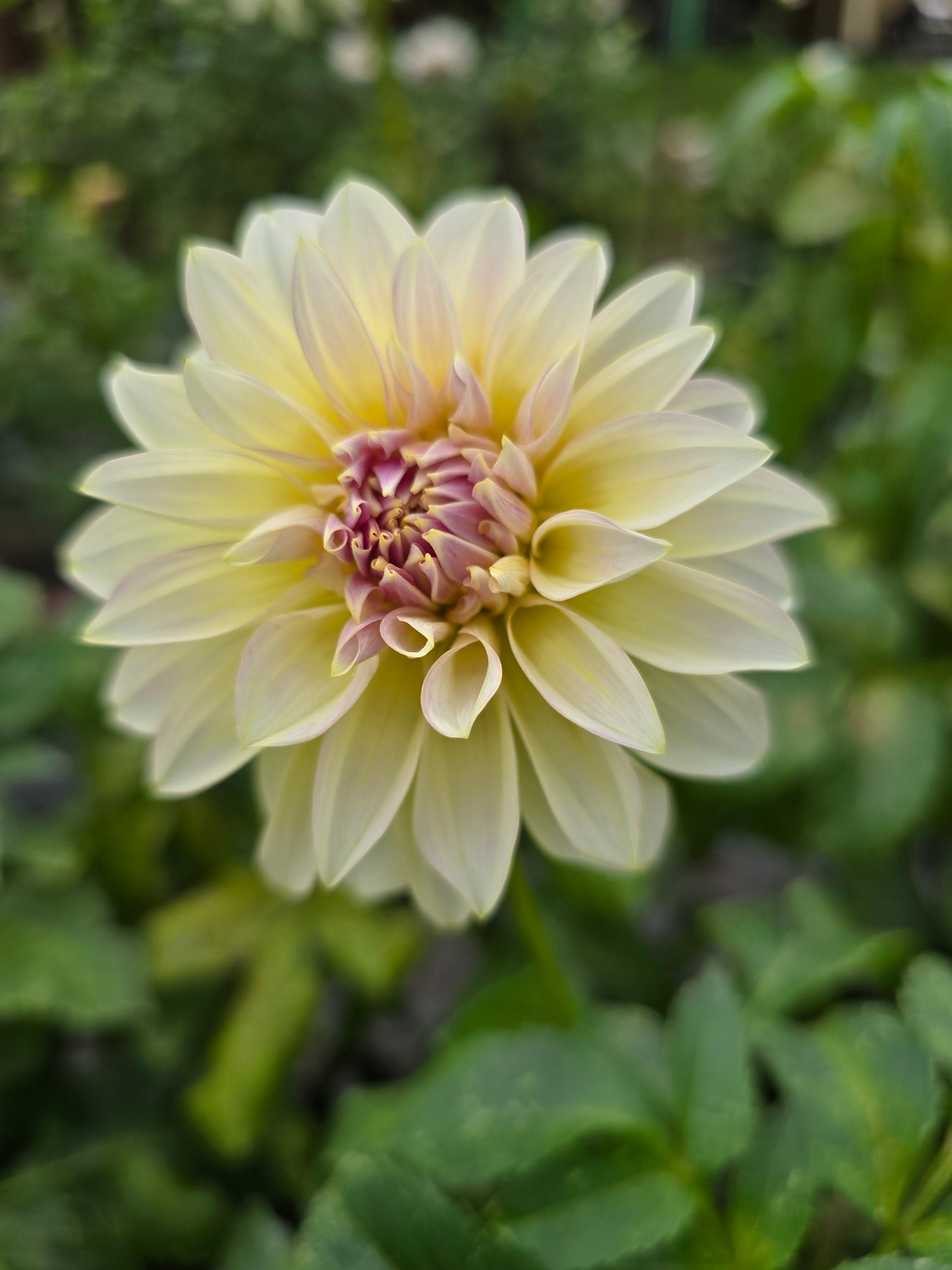 Florelie Grace dahlia tuber – Hillview Flowers