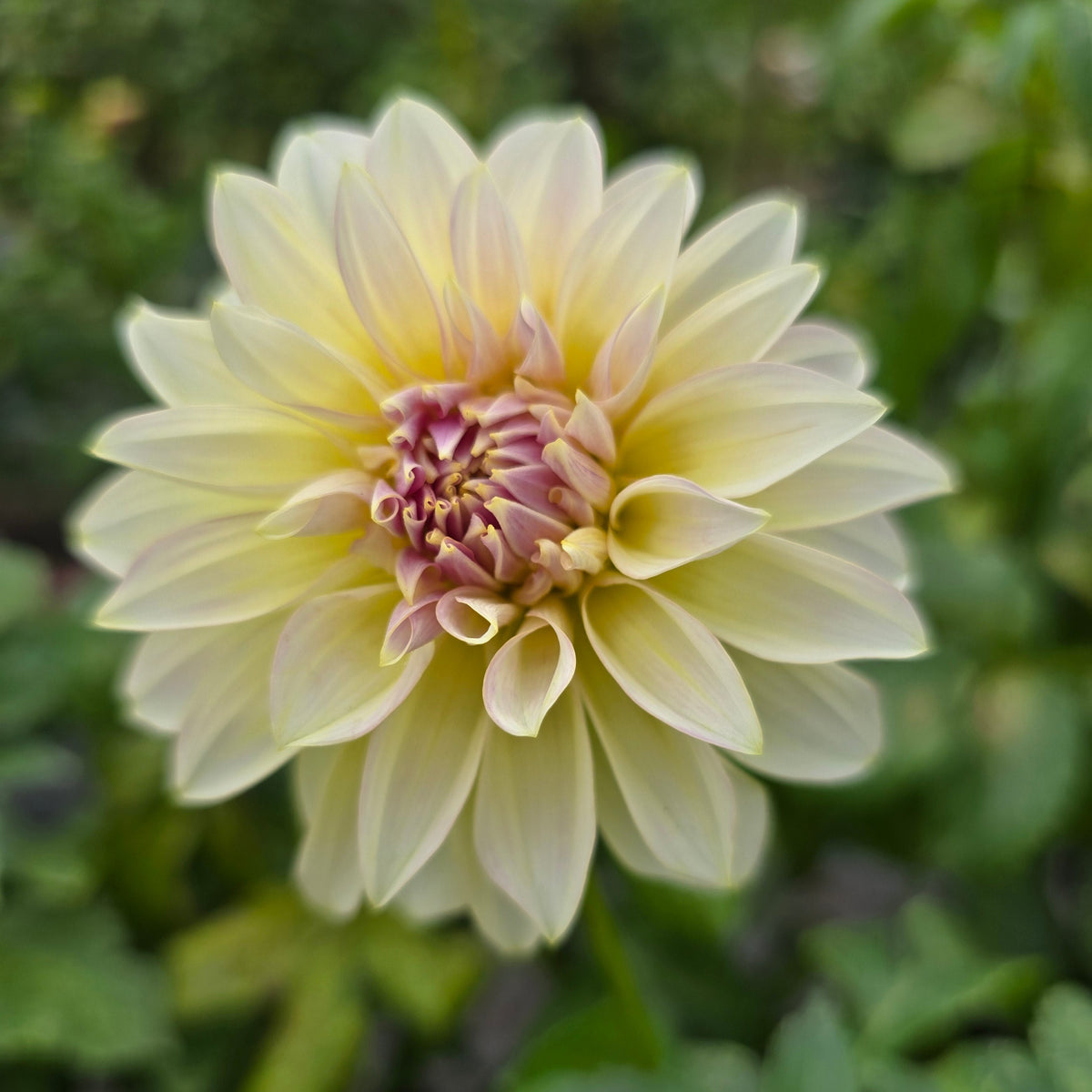 Florelie Grace dahlia tuber – Hillview Flowers