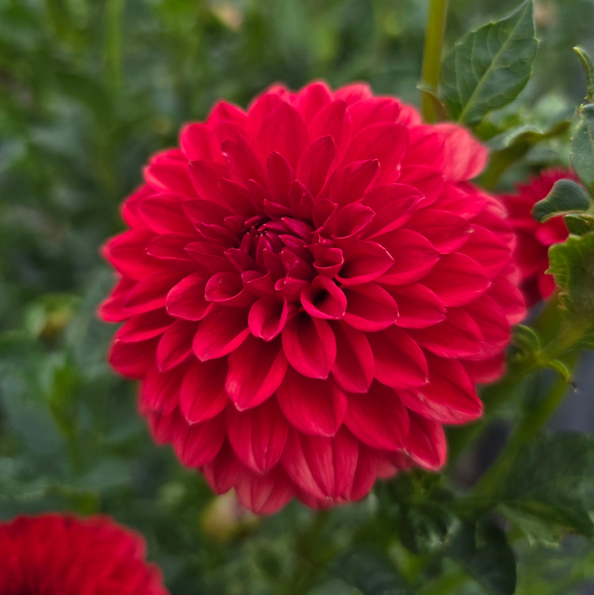 Florelie Neon dahlia tuber – Hillview Flowers