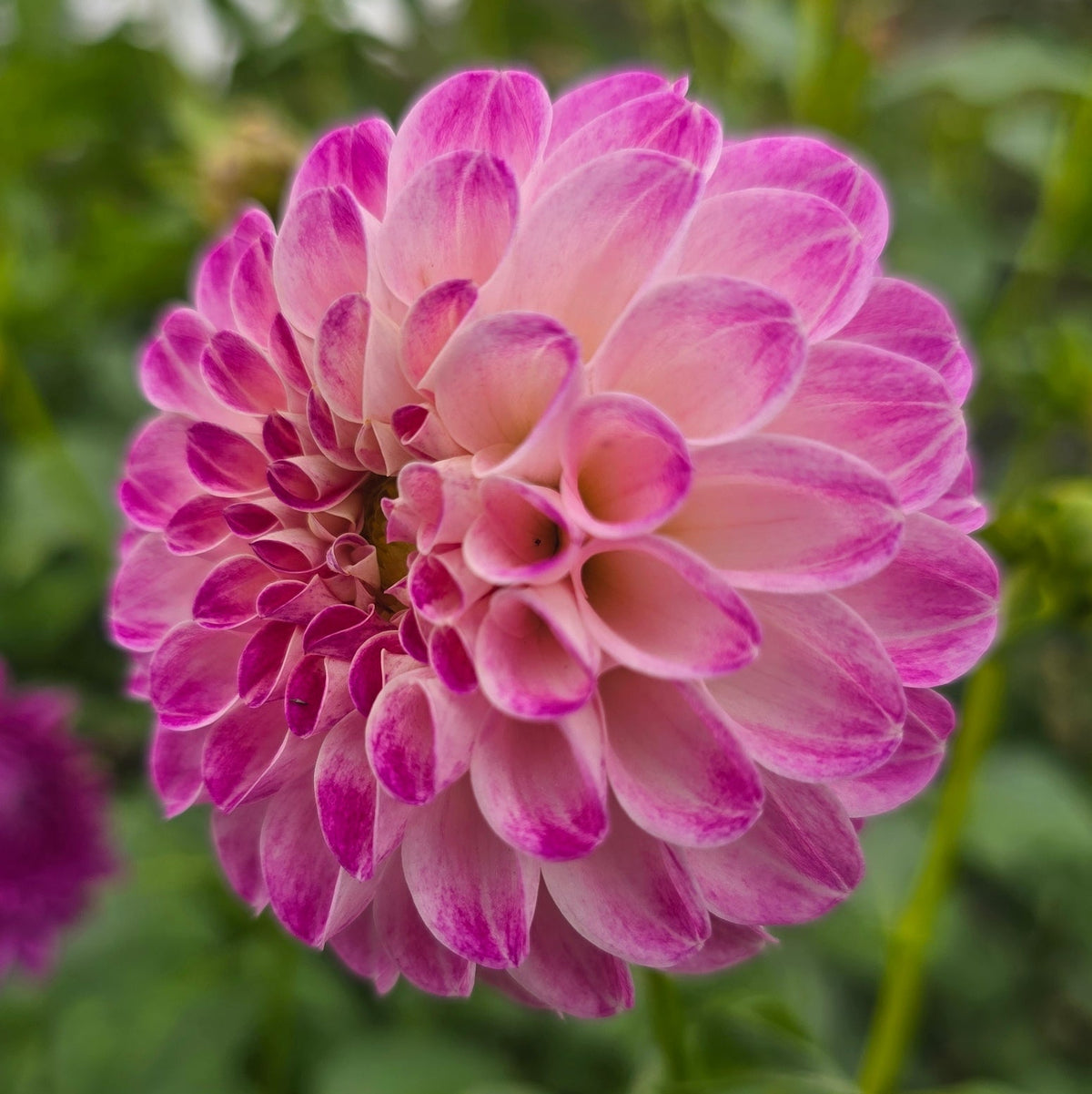 Florelie Watercolour dahlia tuber – Hillview Flowers