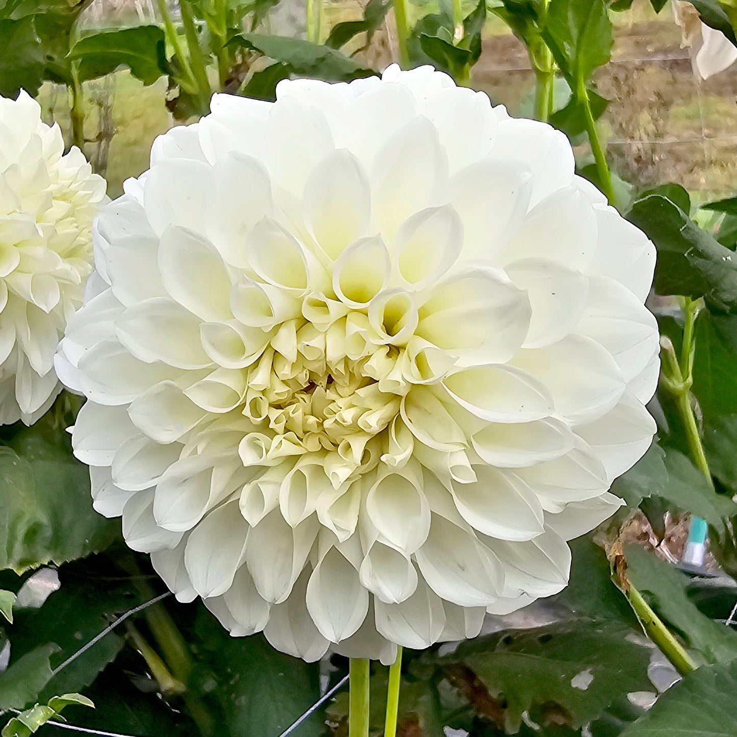 Formby Alpine dahlia tuber – Hillview Flowers