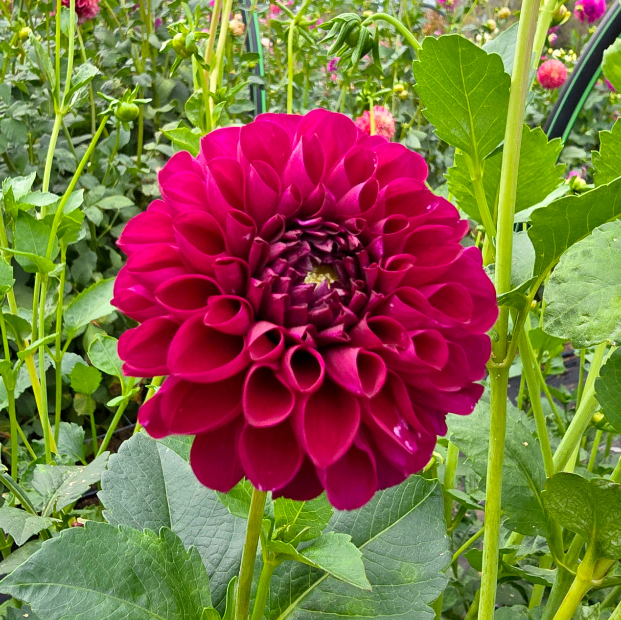 Formby Cardinal dahlia tuber – Hillview Flowers