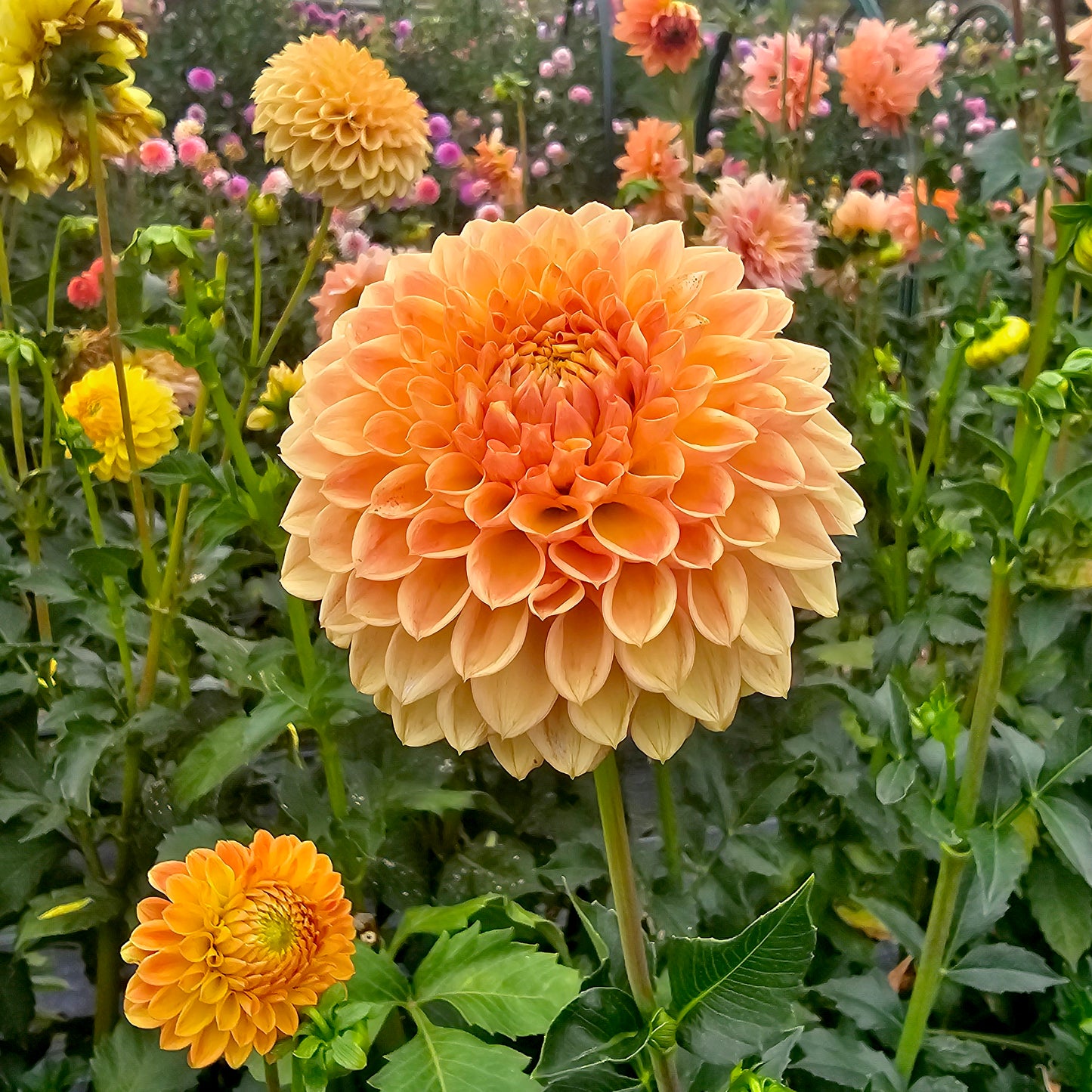 Formby Crest dahlia tuber – Hillview Flowers
