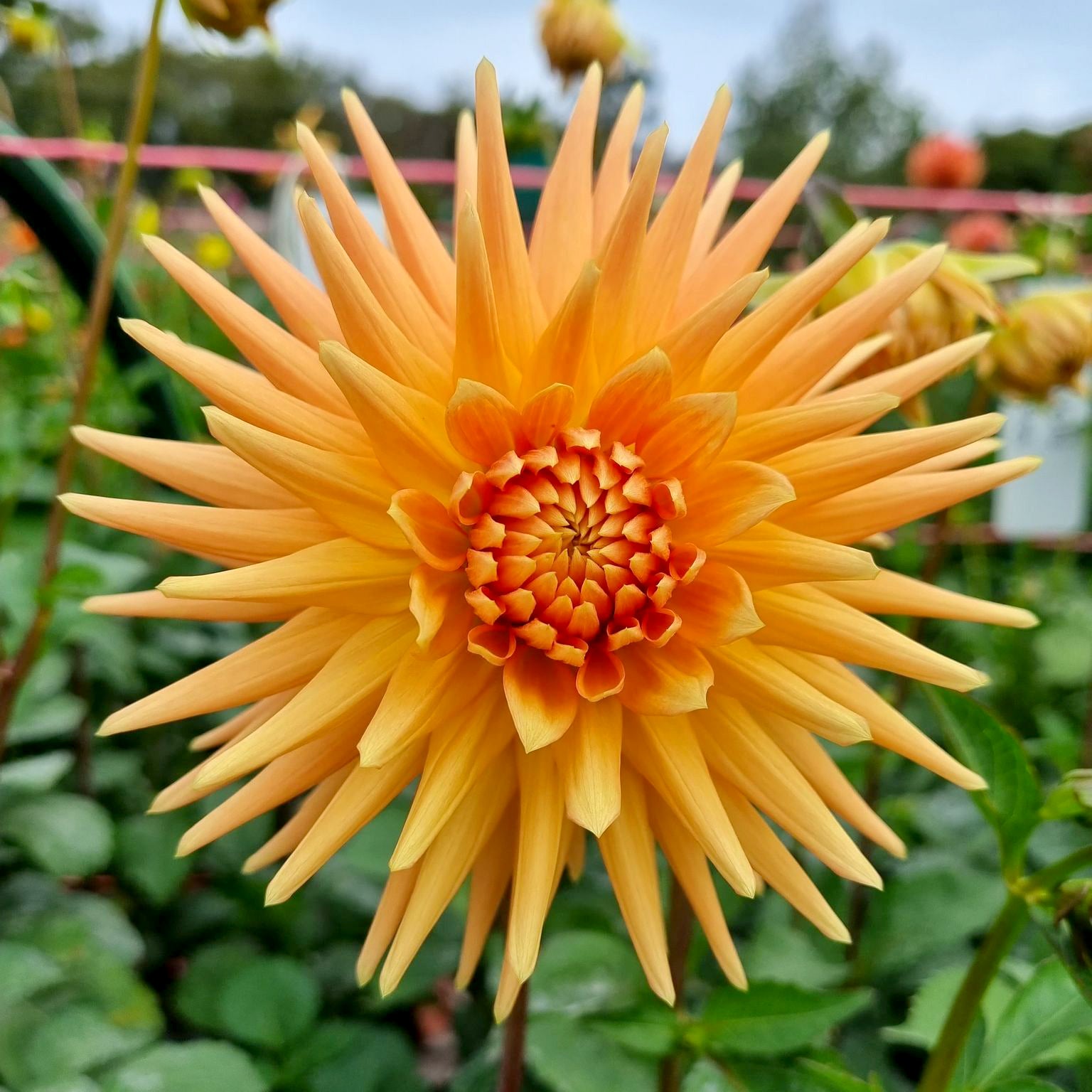 Formby Elite Hillview Flowers formby-elite-hillview-flowers