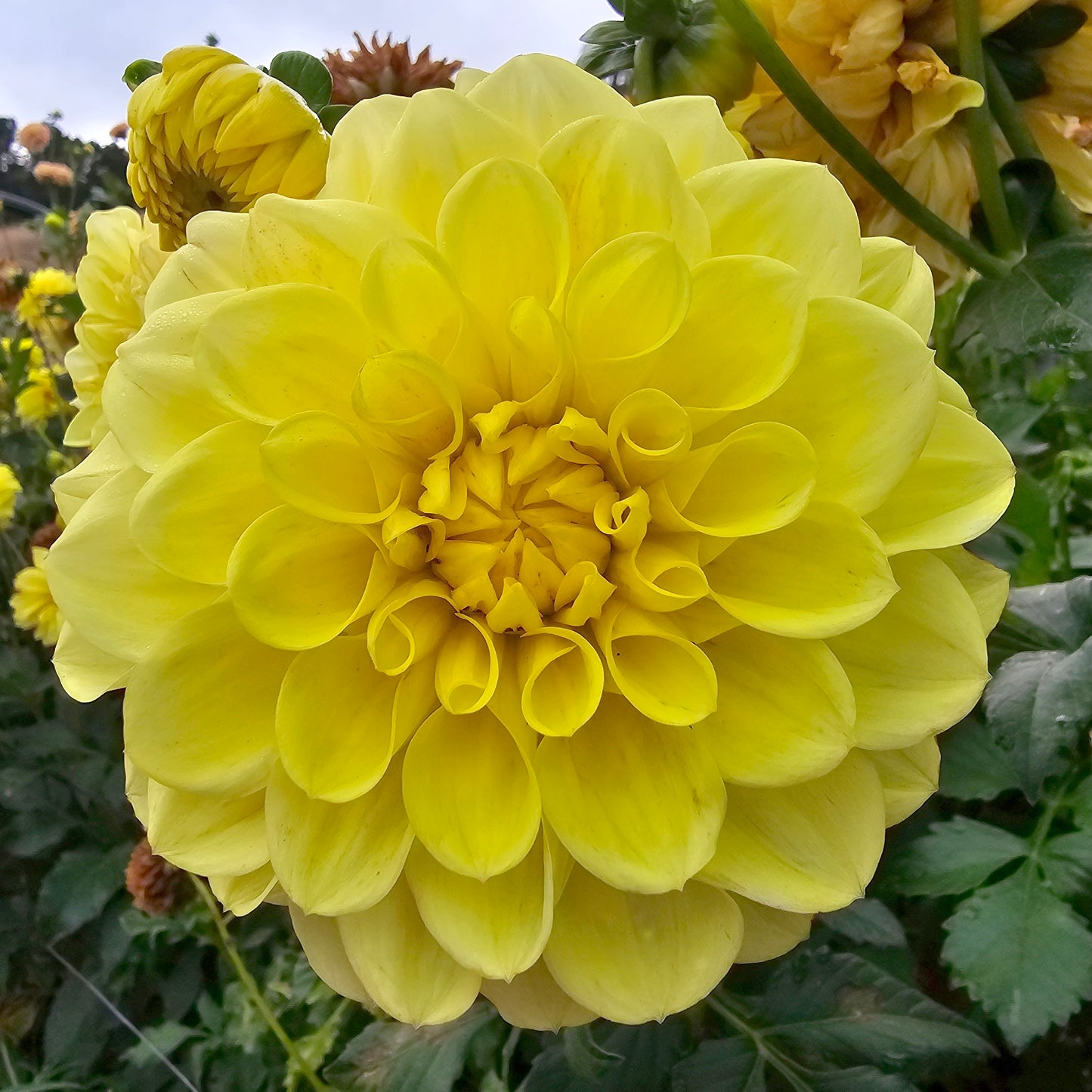 Formby Halo dahlia tuber – Hillview Flowers