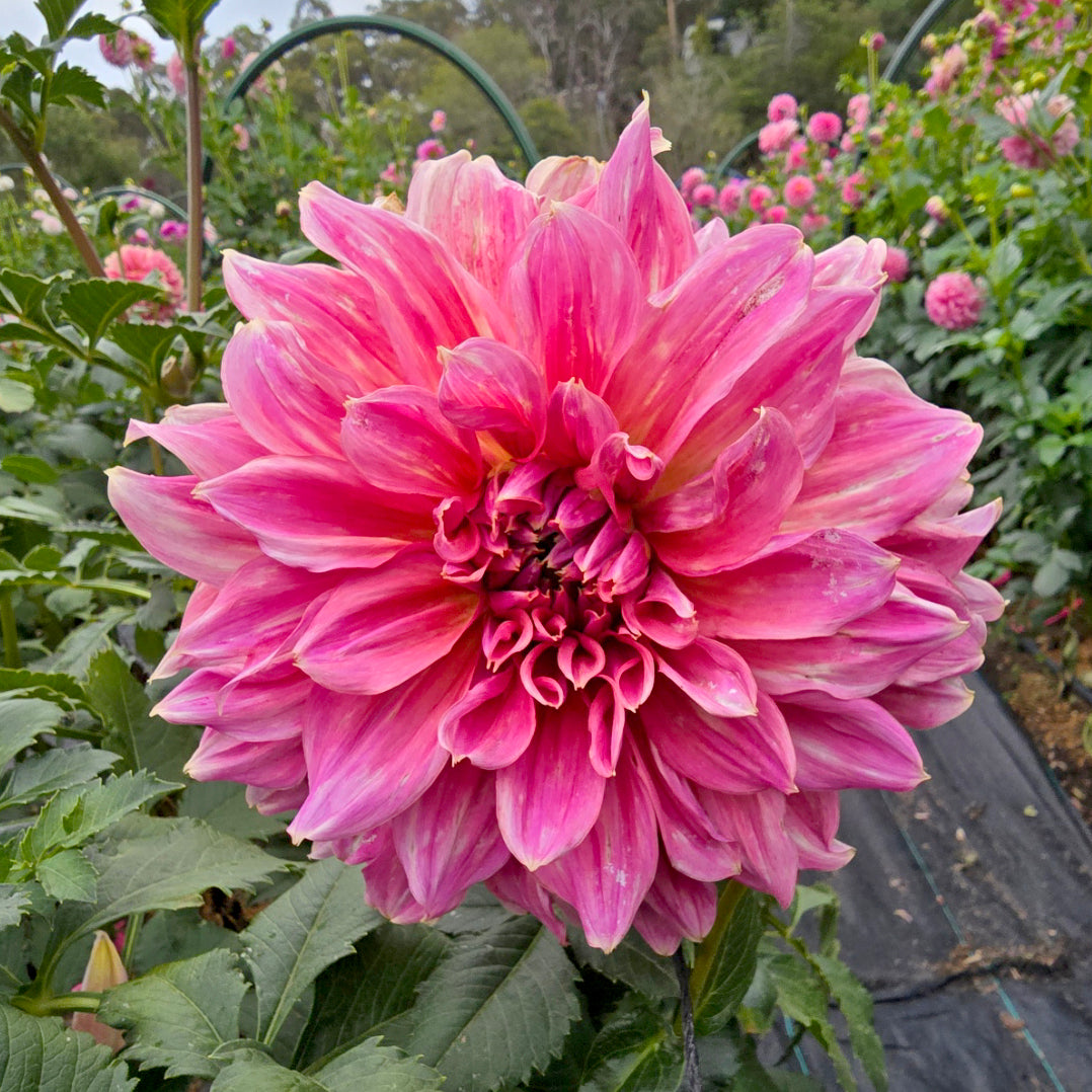 Formby Monarch dahlia tuber – Hillview Flowers