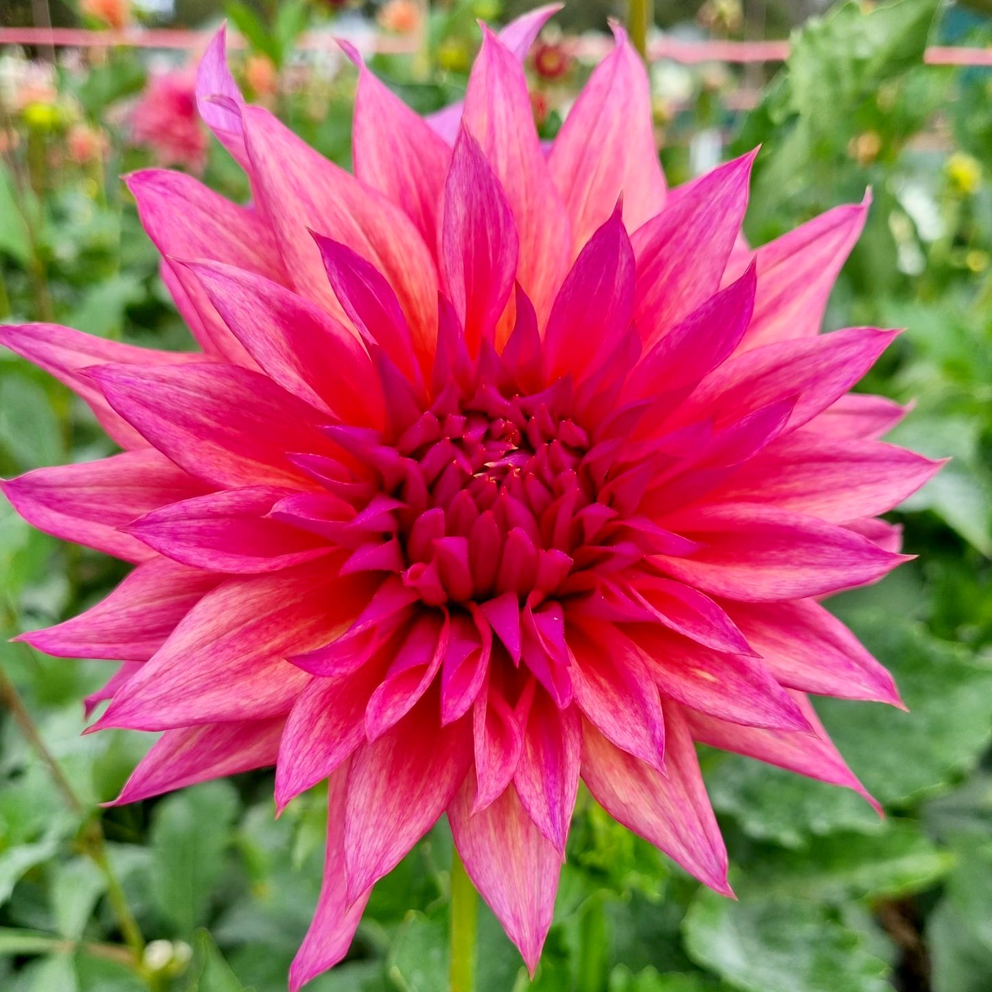 French Kiss / Delbard French Watermelon dahlia tuber – Hillview Flowers