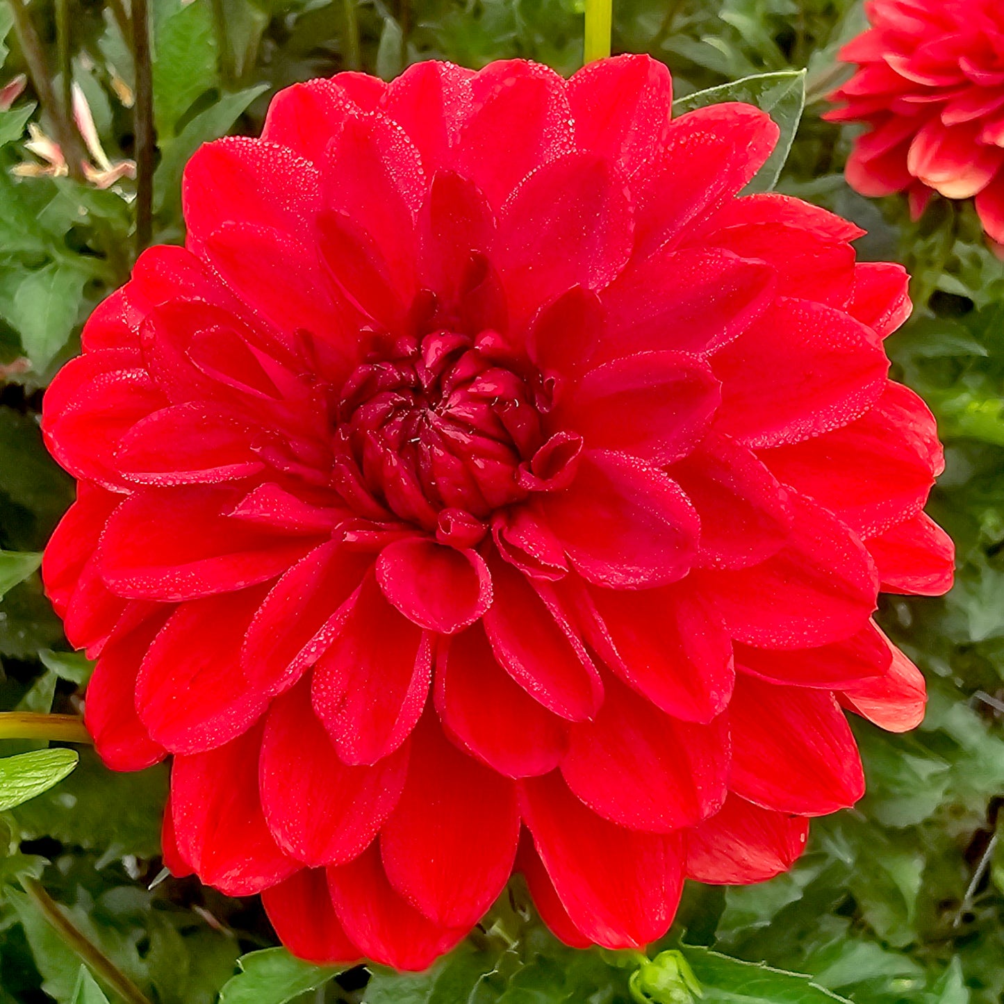 Gallery Singer dahlia tuber – Hillview Flowers