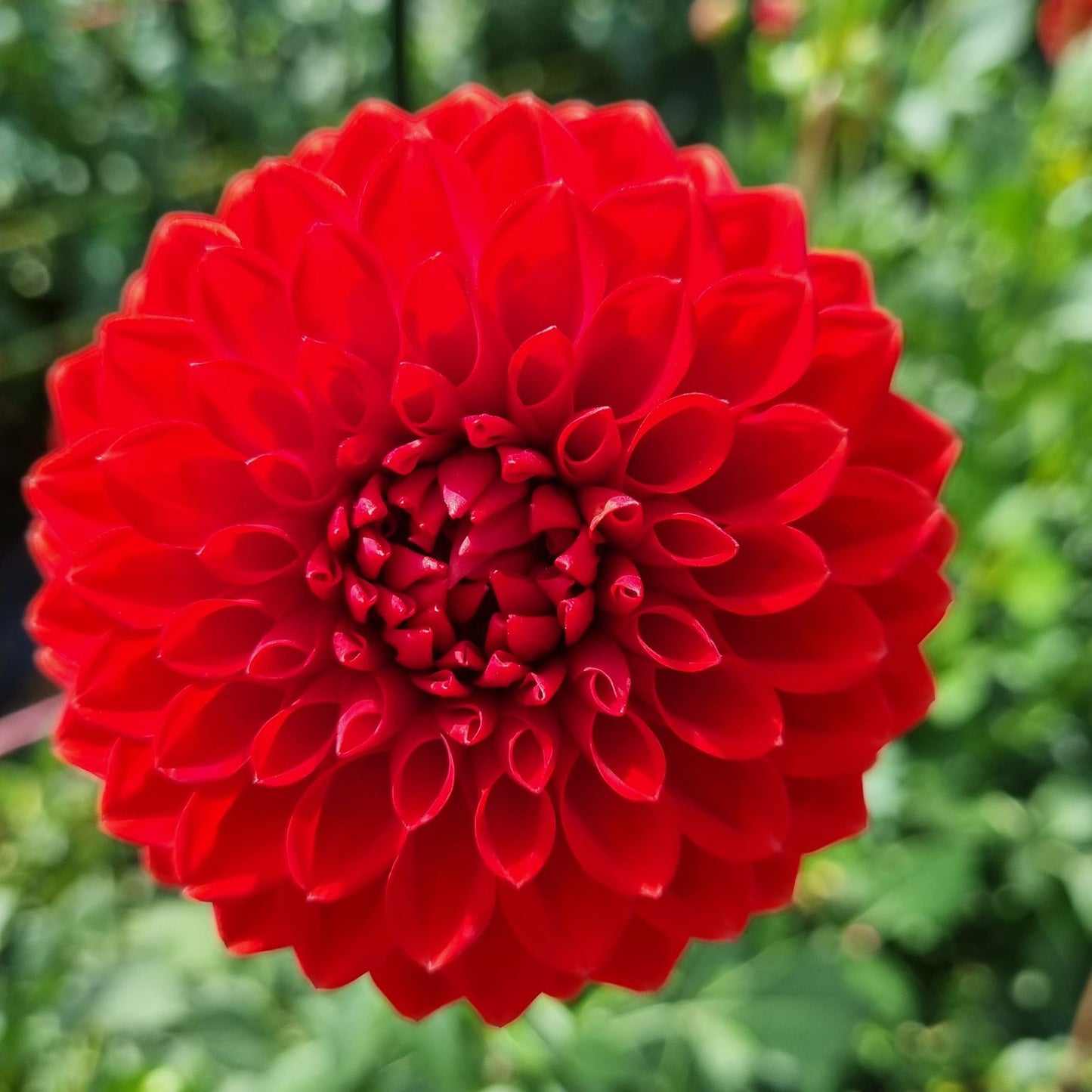 Glenmarc Delia dahlia tuber – Hillview Flowers