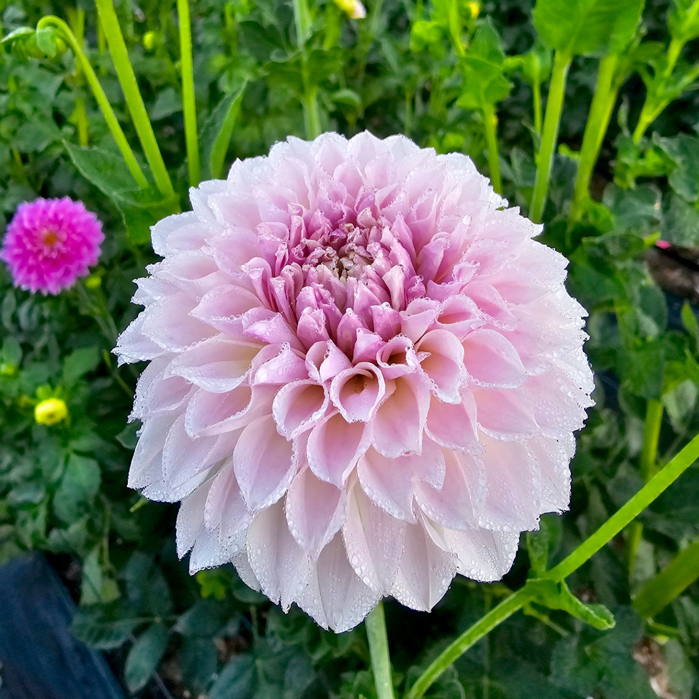 Glenmarc Devine dahlia tuber – Hillview Flowers