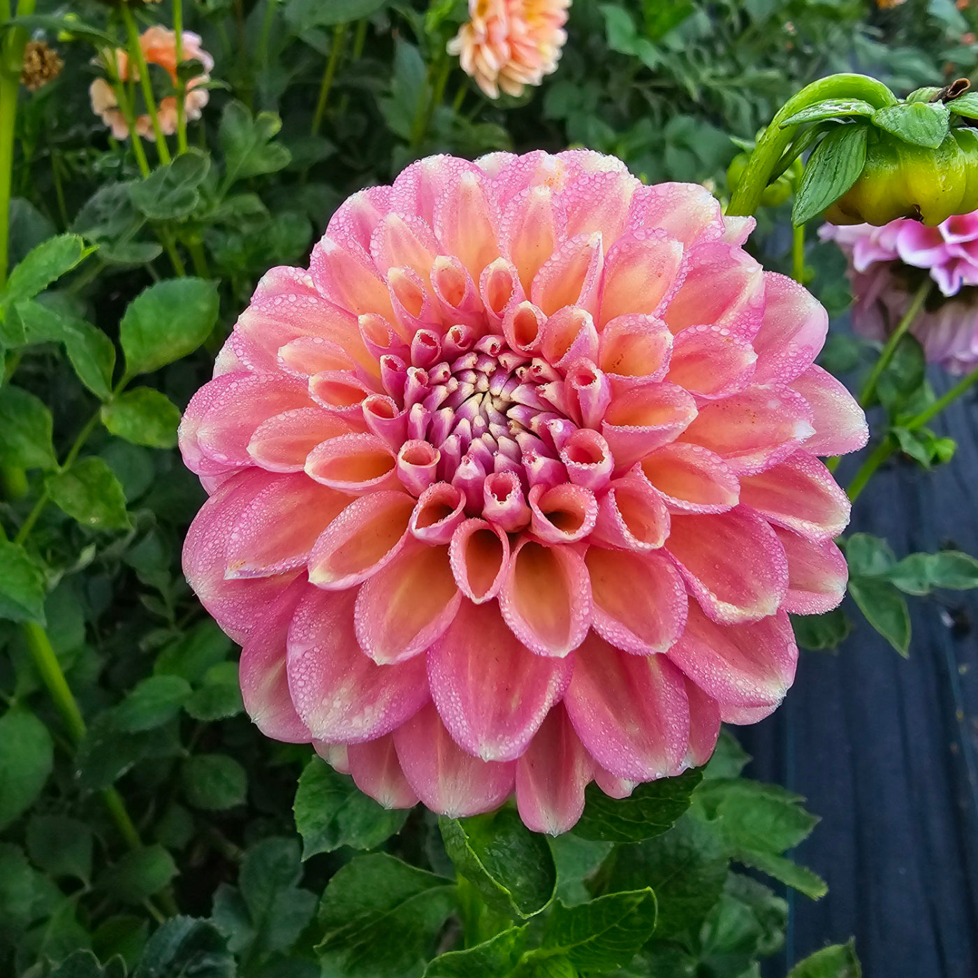Glenmarc Sophie (Sport of) dahlia tuber – Hillview Flowers