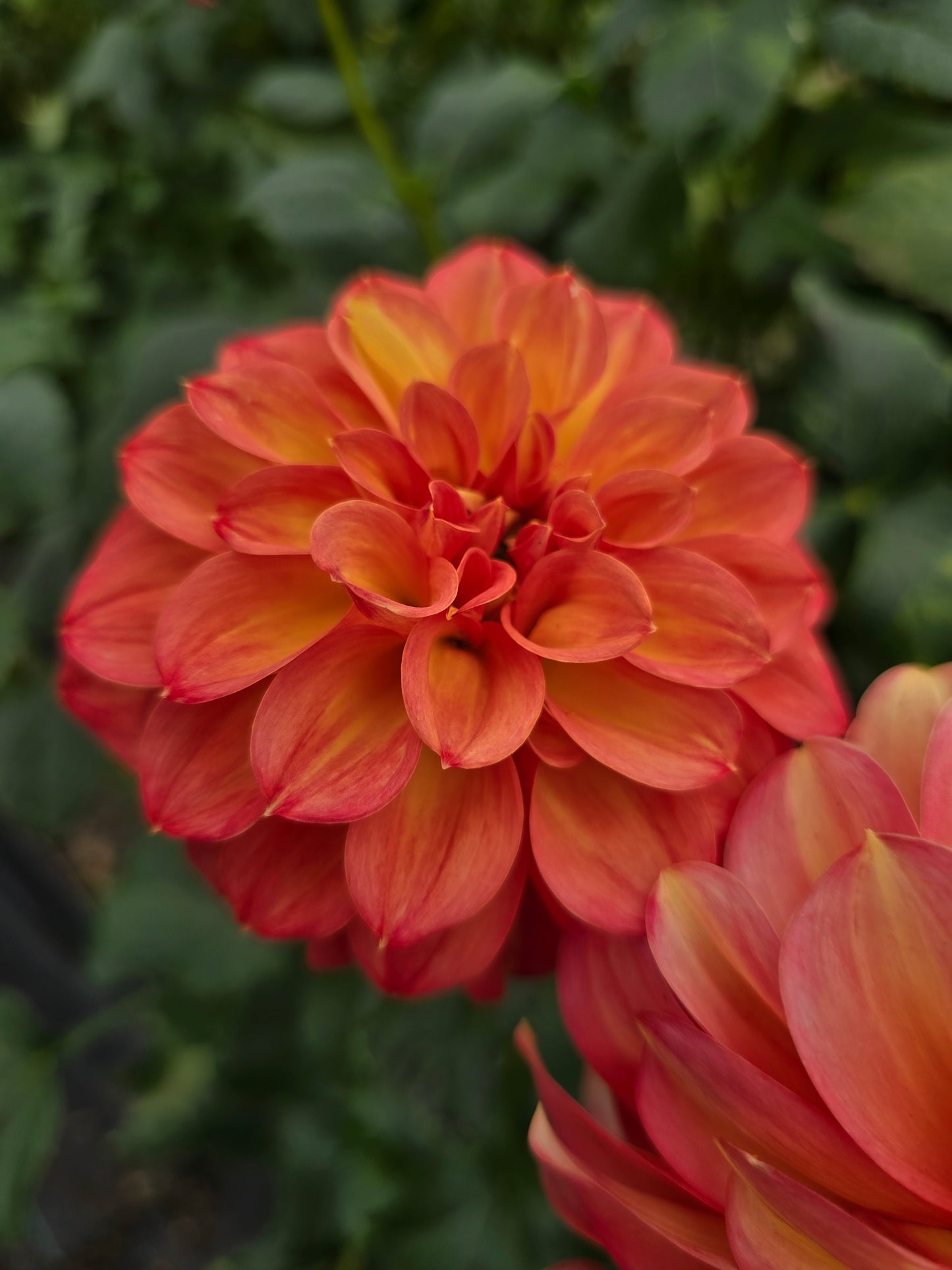 Glenmarc Viva dahlia tuber – Hillview Flowers