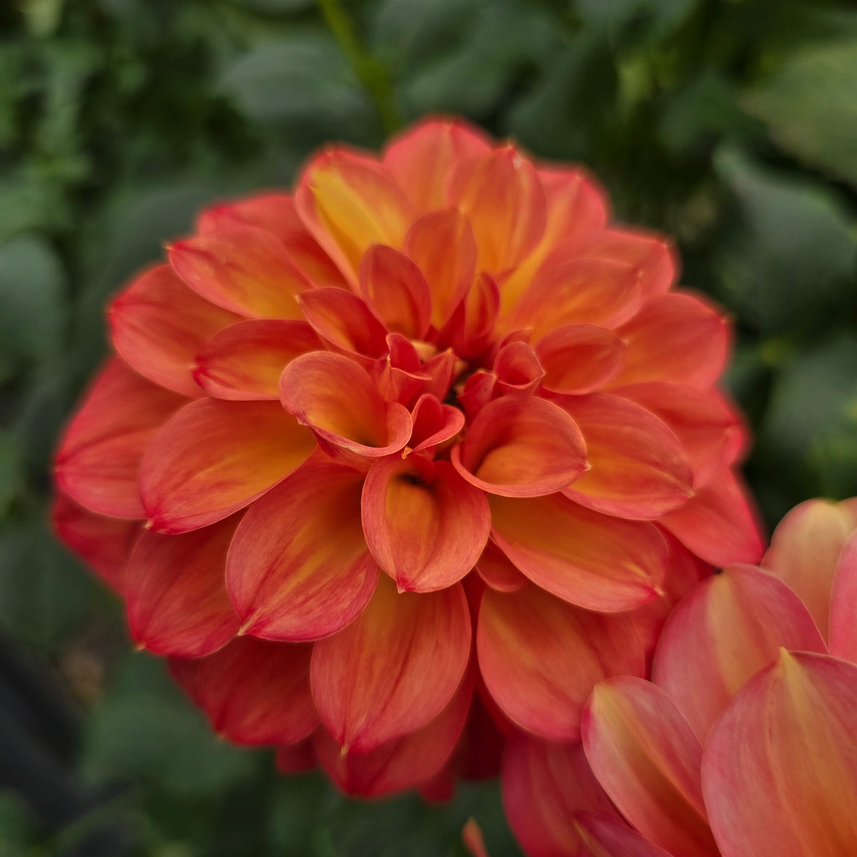 Glenmarc Viva dahlia tuber – Hillview Flowers