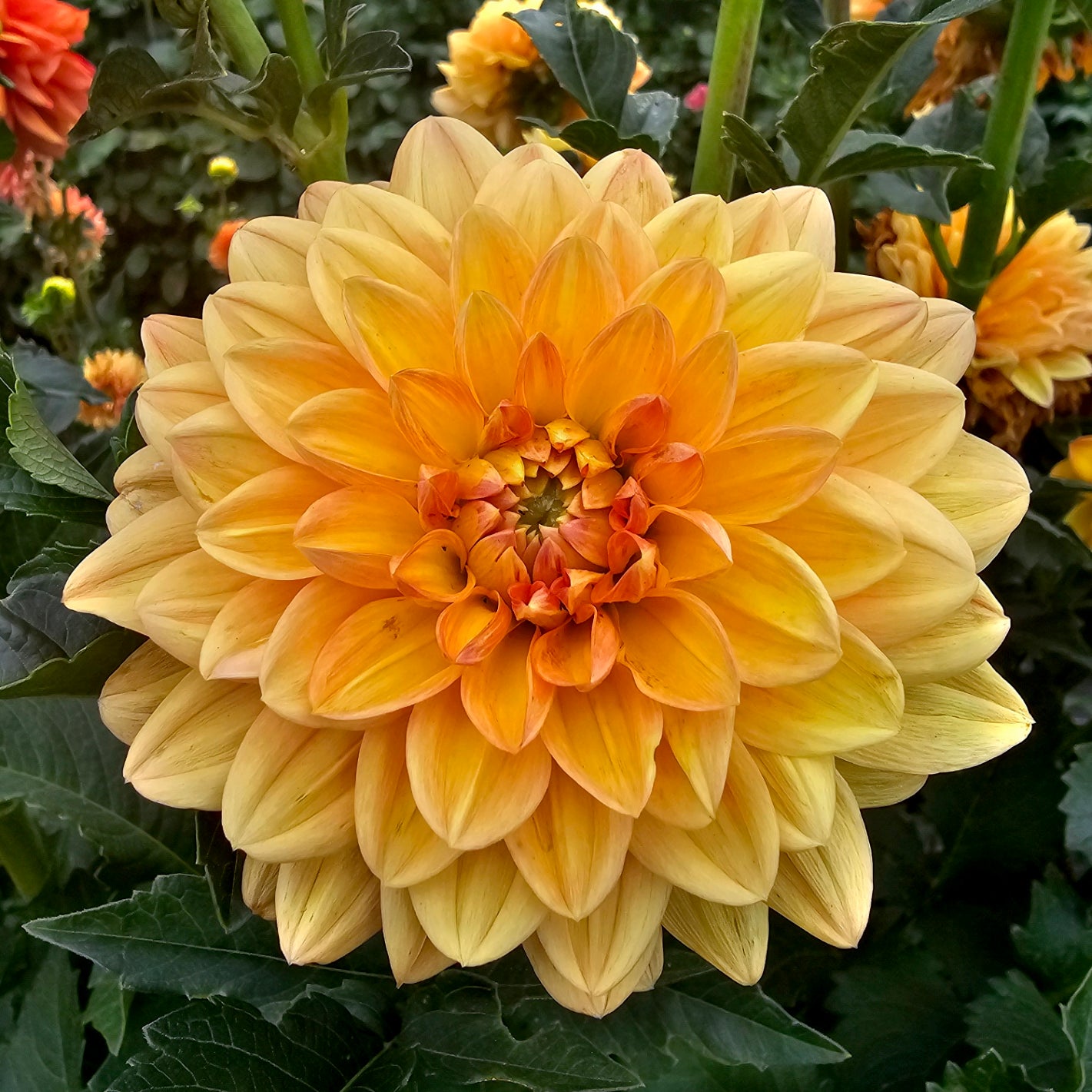 Golden Nugget dahlia tuber – Hillview Flowers