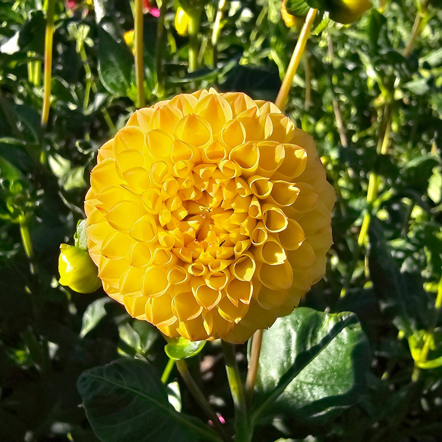 Golf Ball