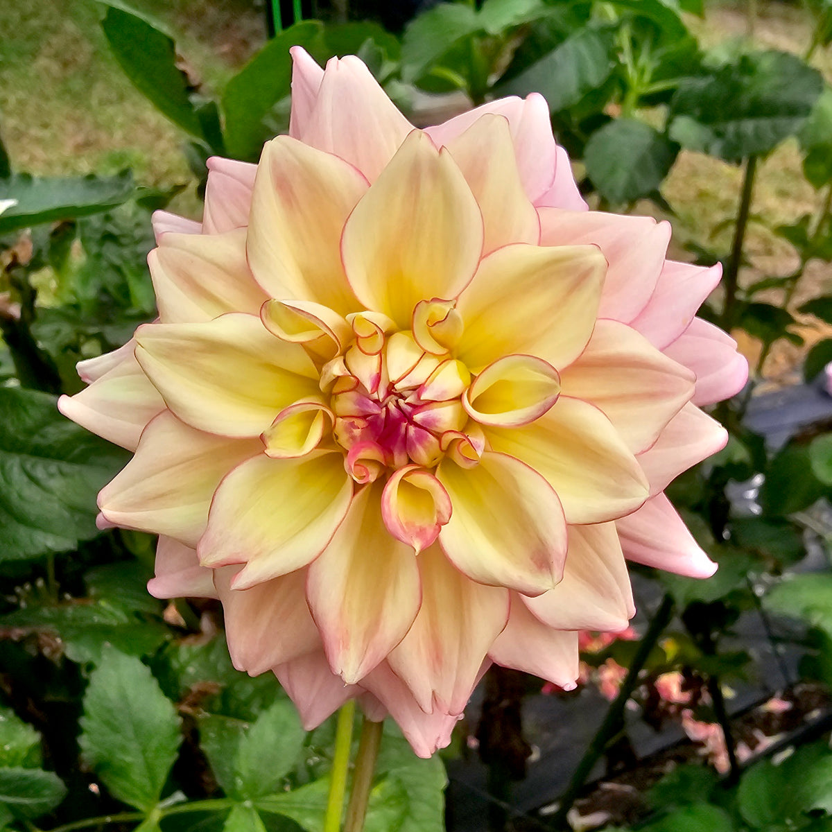 Gosia Kasia dahlia tuber – Hillview Flowers