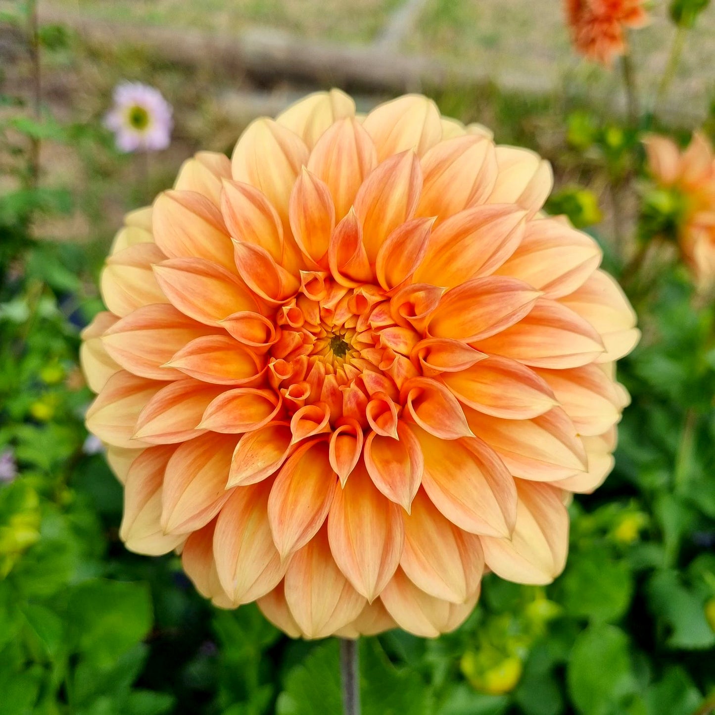 Great Sunset dahlia tuber – Hillview Flowers