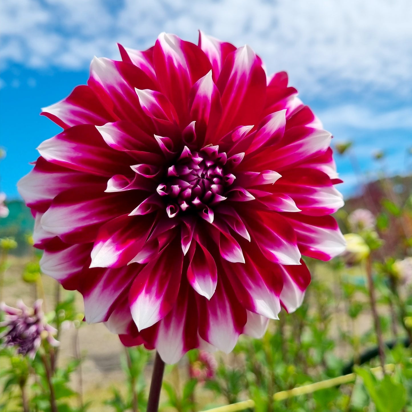 Helena dahlia tuber – Hillview Flowers