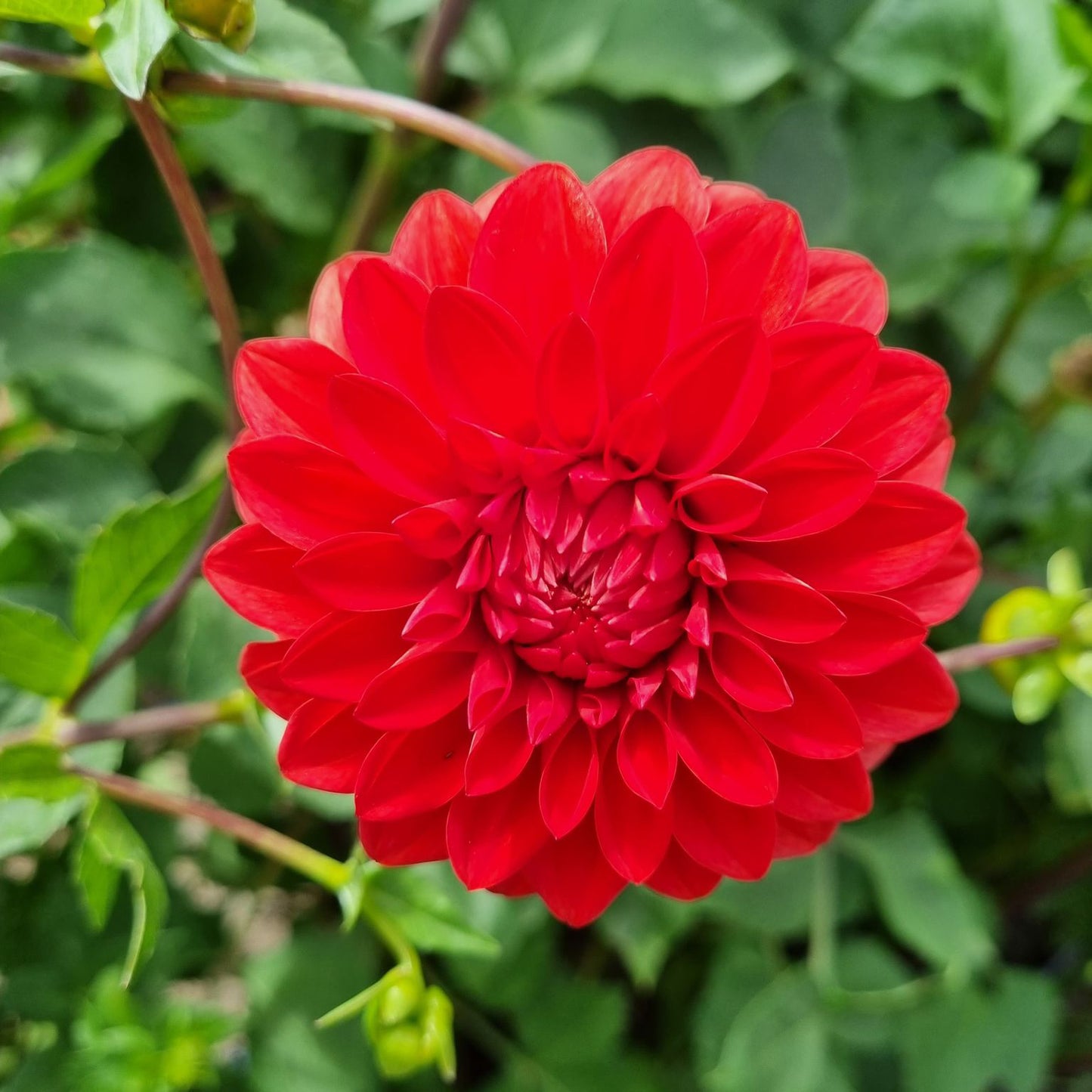 Hot Shot dahlia tuber – Hillview Flowers