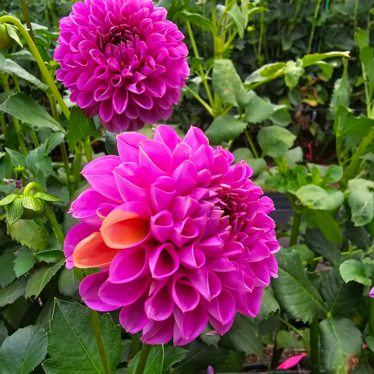 Isabel dahlia tuber – Hillview Flowers