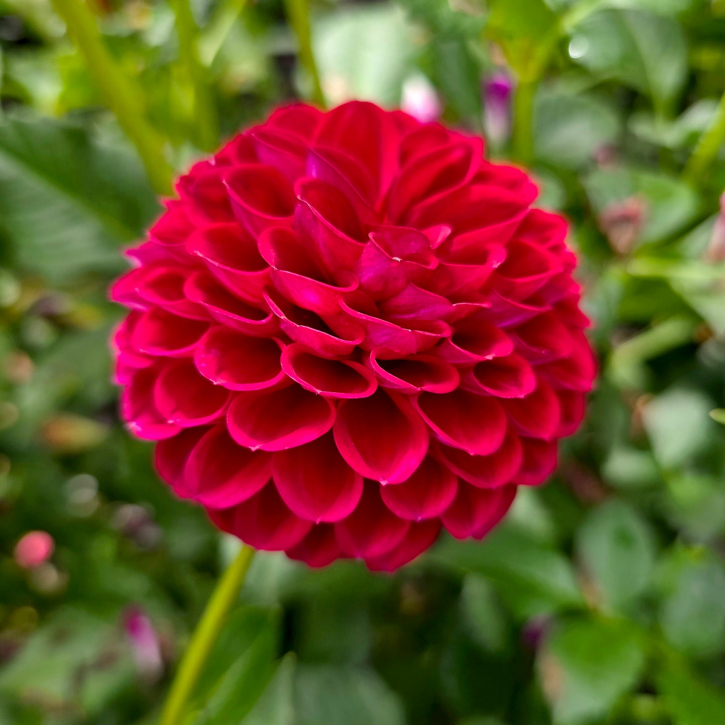 Ivanetti dahlia tuber – Hillview Flowers