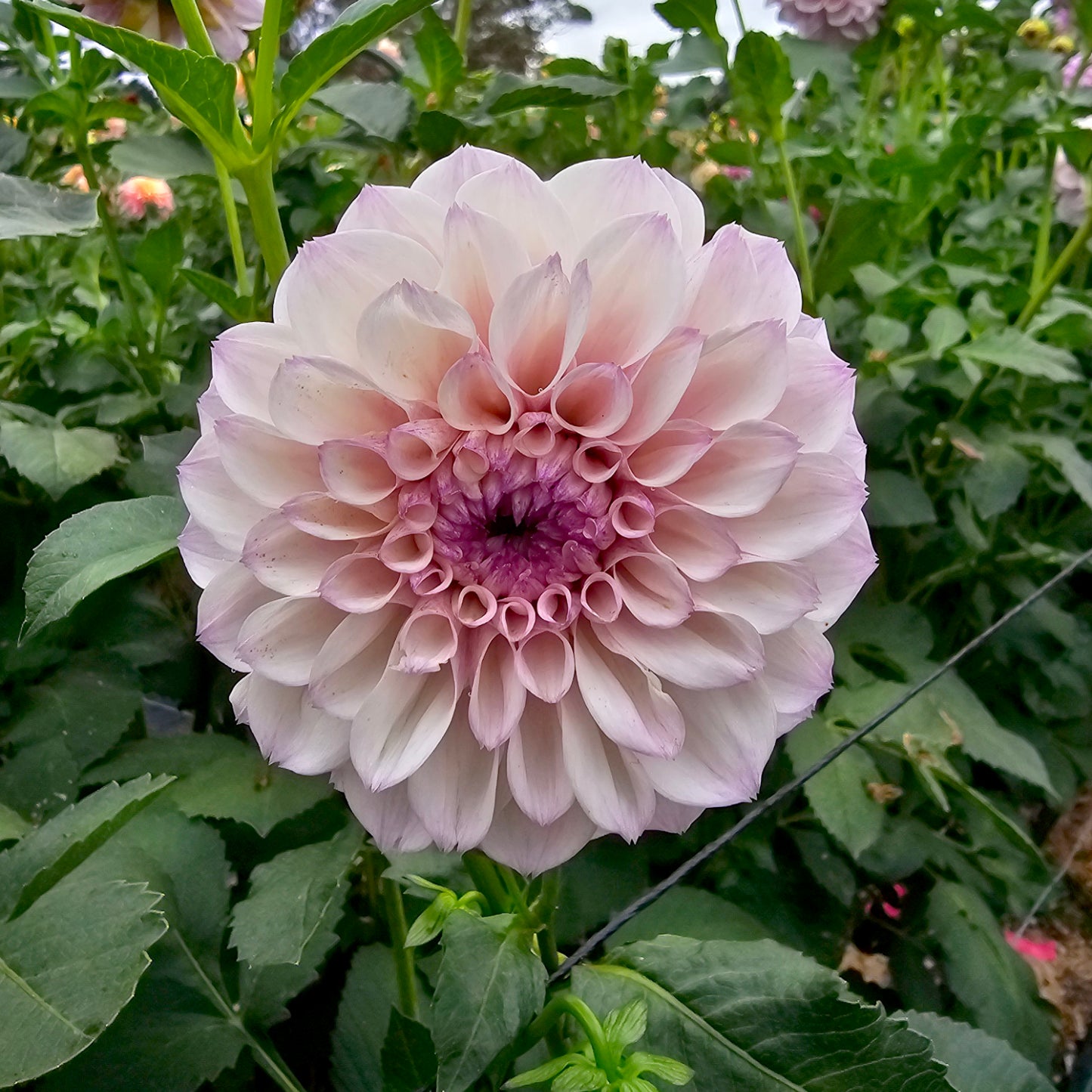 Jeff Bloom dahlia tuber – Hillview Flowers