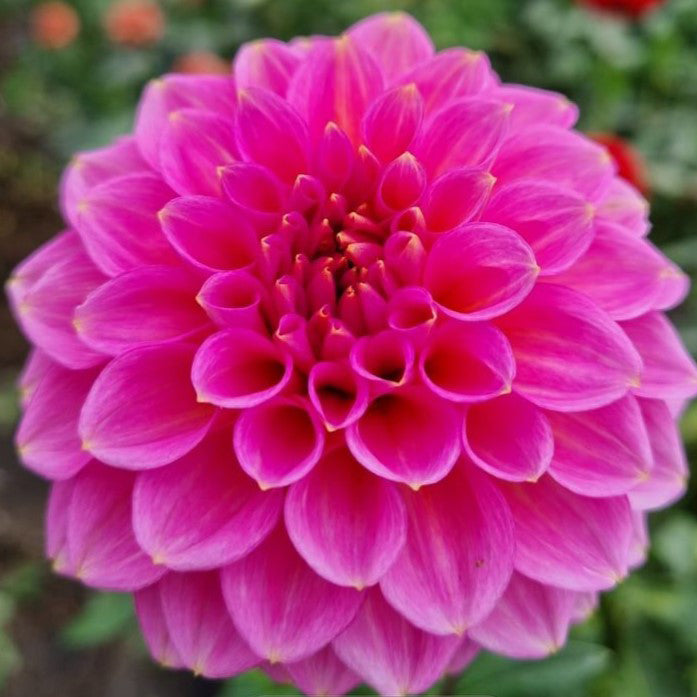 Jenny's Treasure dahlia tuber – Hillview Flowers