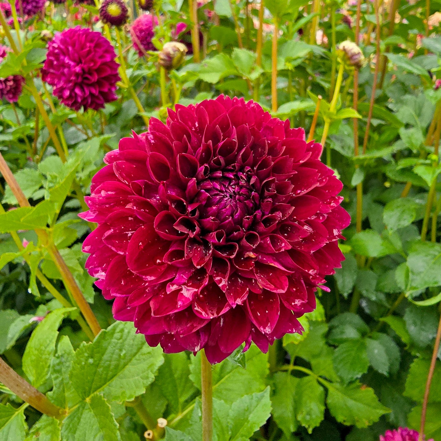 Jessie G dahlia tuber – Hillview Flowers
