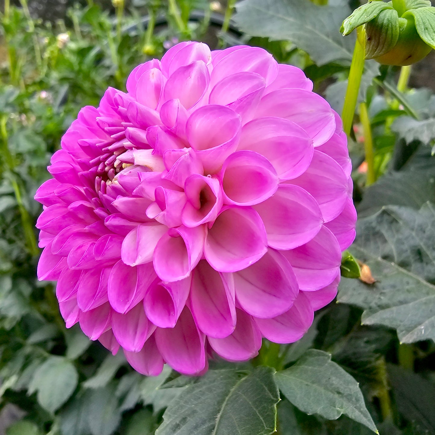 Joan O dahlia tuber – Hillview Flowers