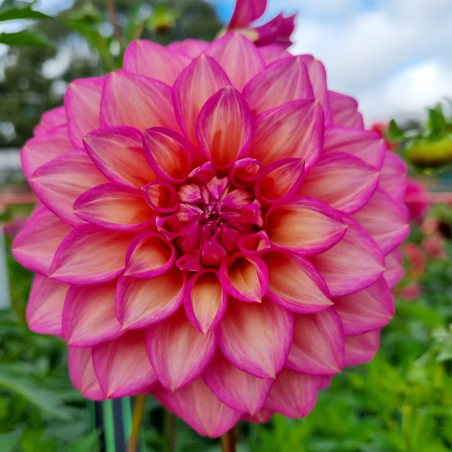 Juliette dahlia tuber – Hillview Flowers
