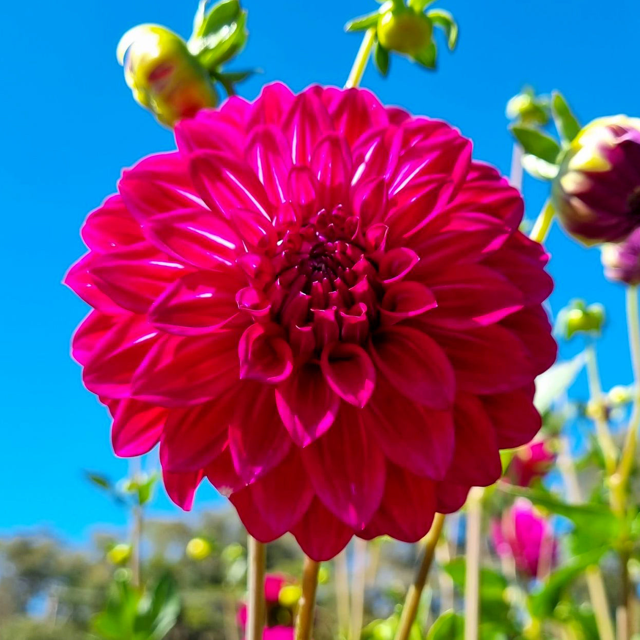 Kashmir dahlia tuber – Hillview Flowers