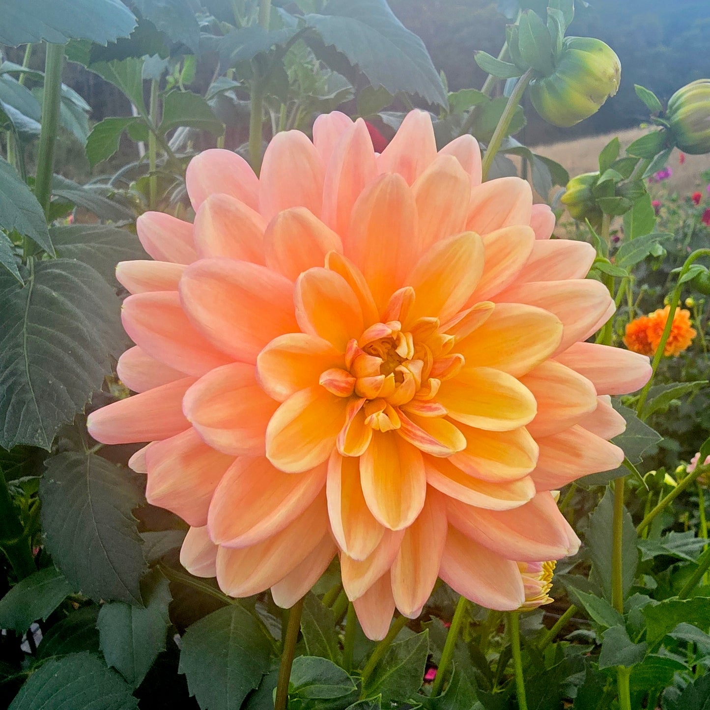 Lainie's Joy dahlia tuber – Hillview Flowers