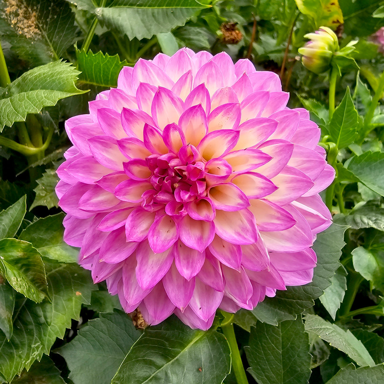 Le Batts Prime dahlia tuber – Hillview Flowers