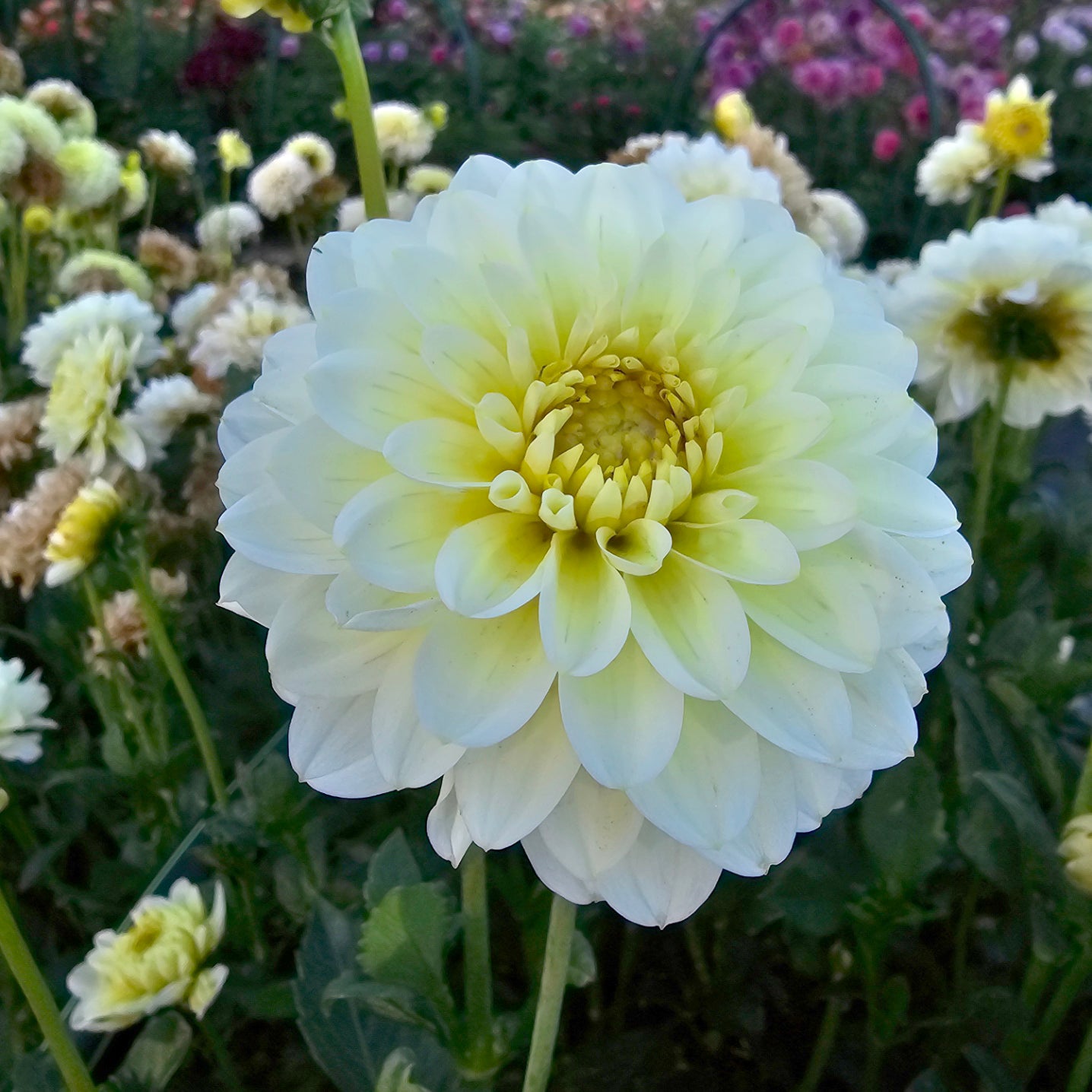 Lime Glow dahlia tuber – Hillview Flowers