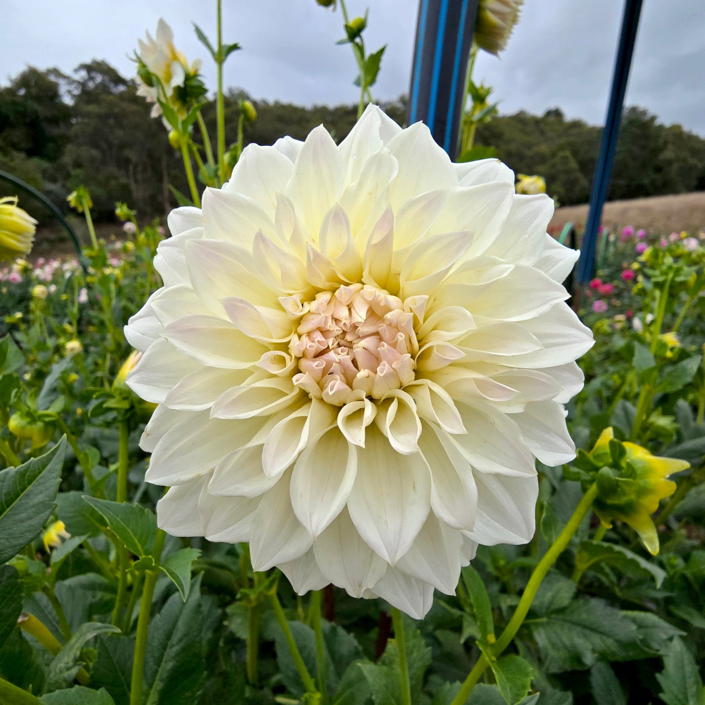 Linda May dahlia tuber – Hillview Flowers