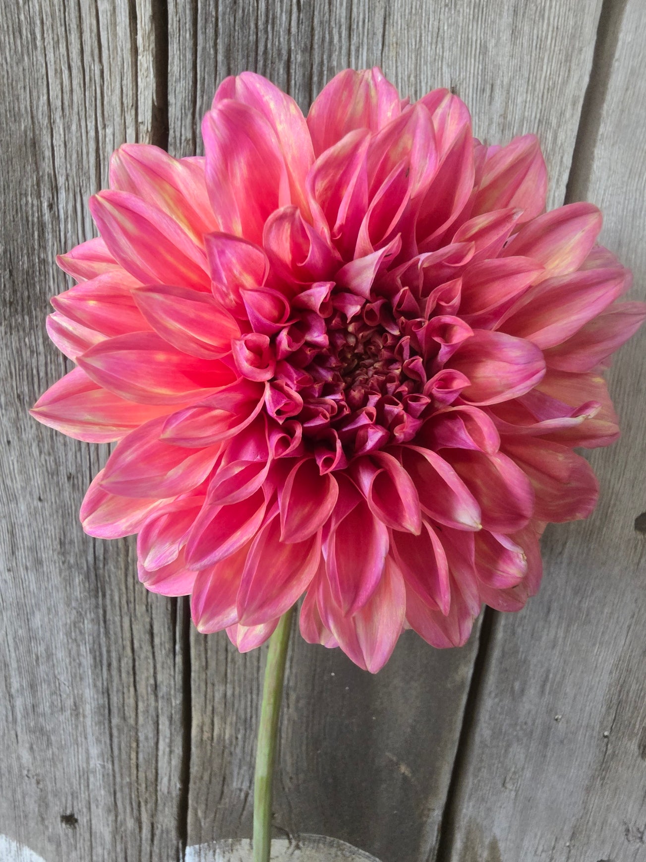Mandalay dahlia tuber – Hillview Flowers