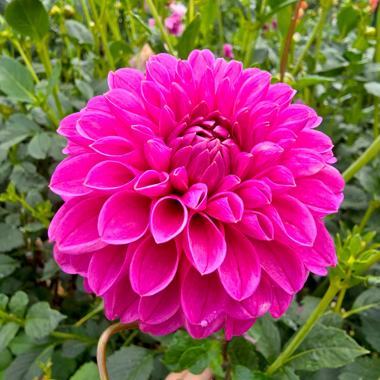 Mary's Jomanda dahlia tuber – Hillview Flowers