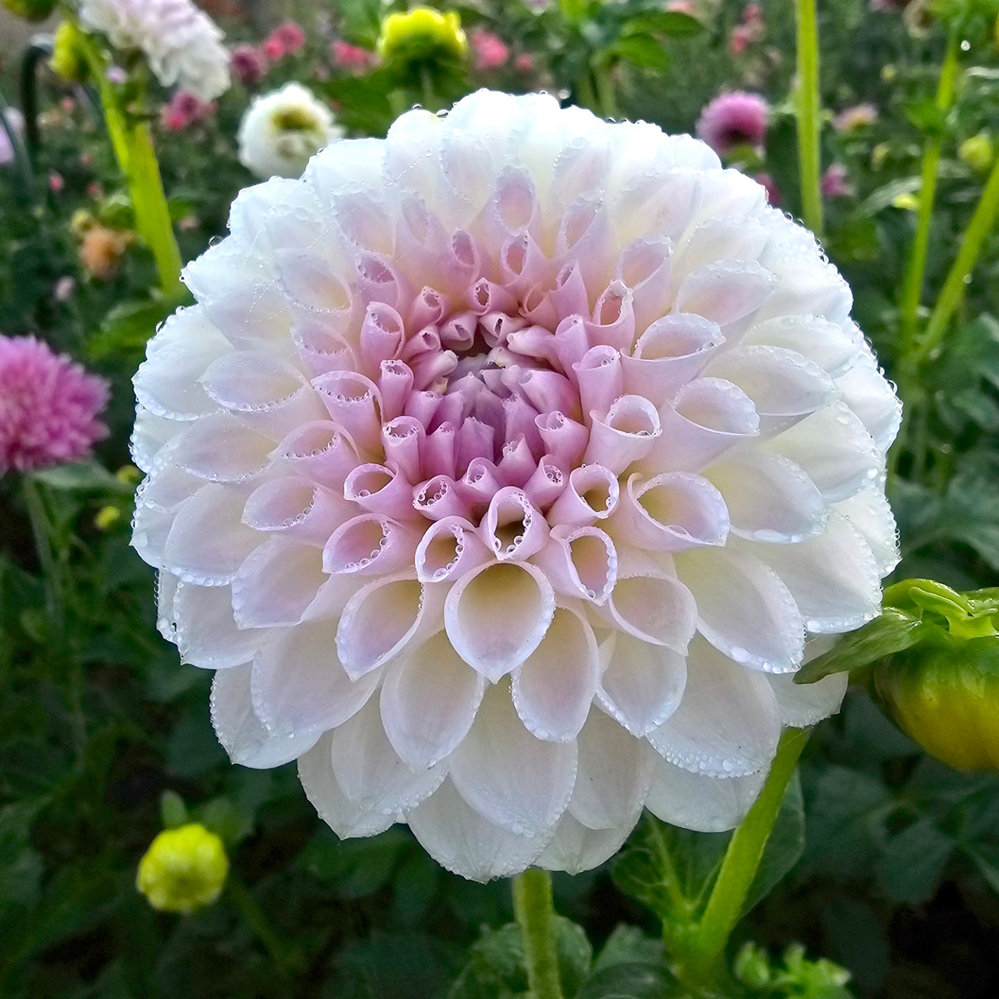 Megan Dean dahlia tuber – Hillview Flowers
