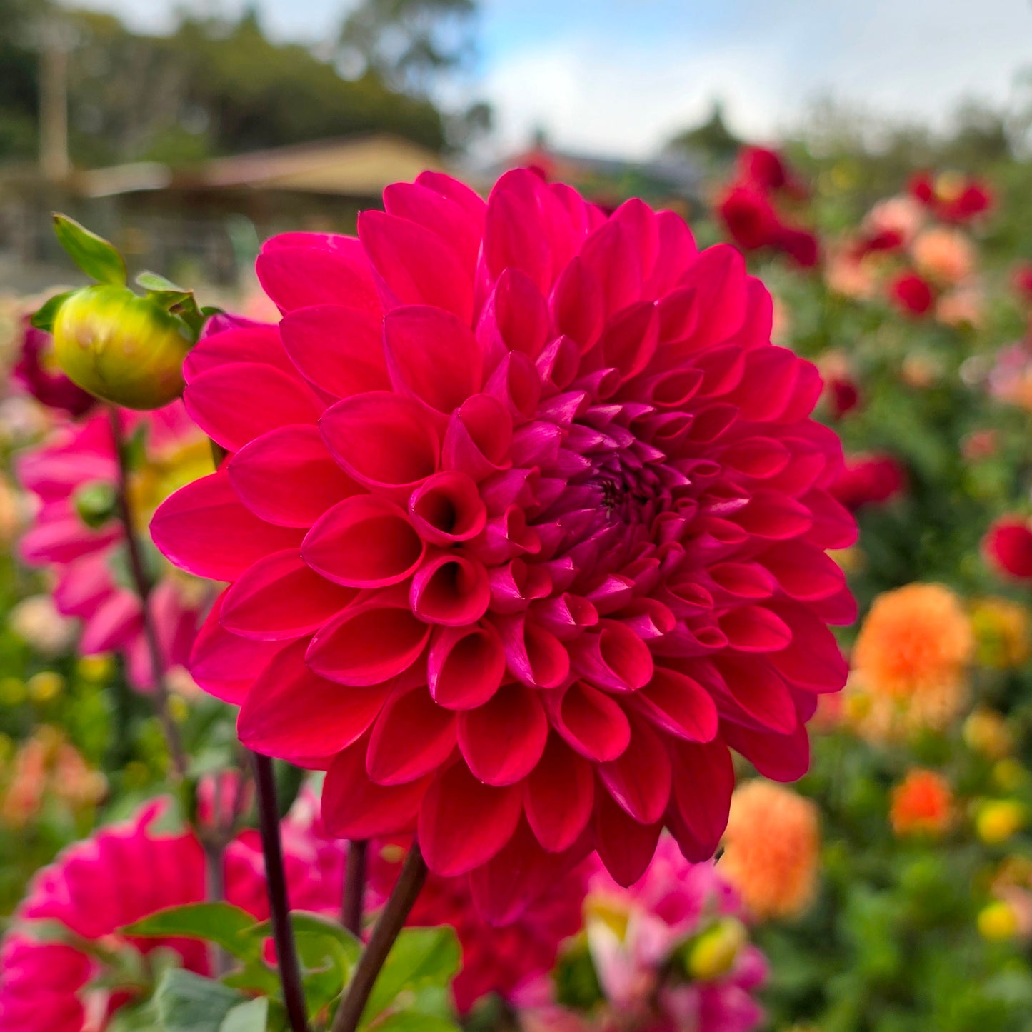 Melancholy dahlia tuber – Hillview Flowers